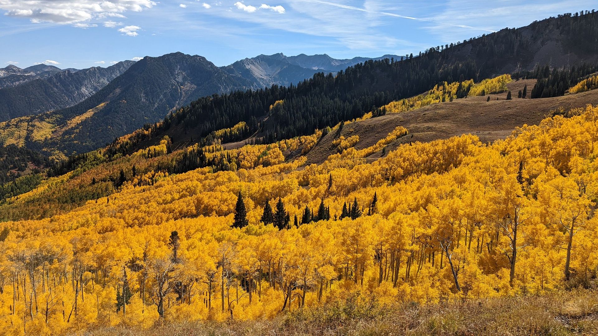 Golden fall aspens fill a basin near mountains.