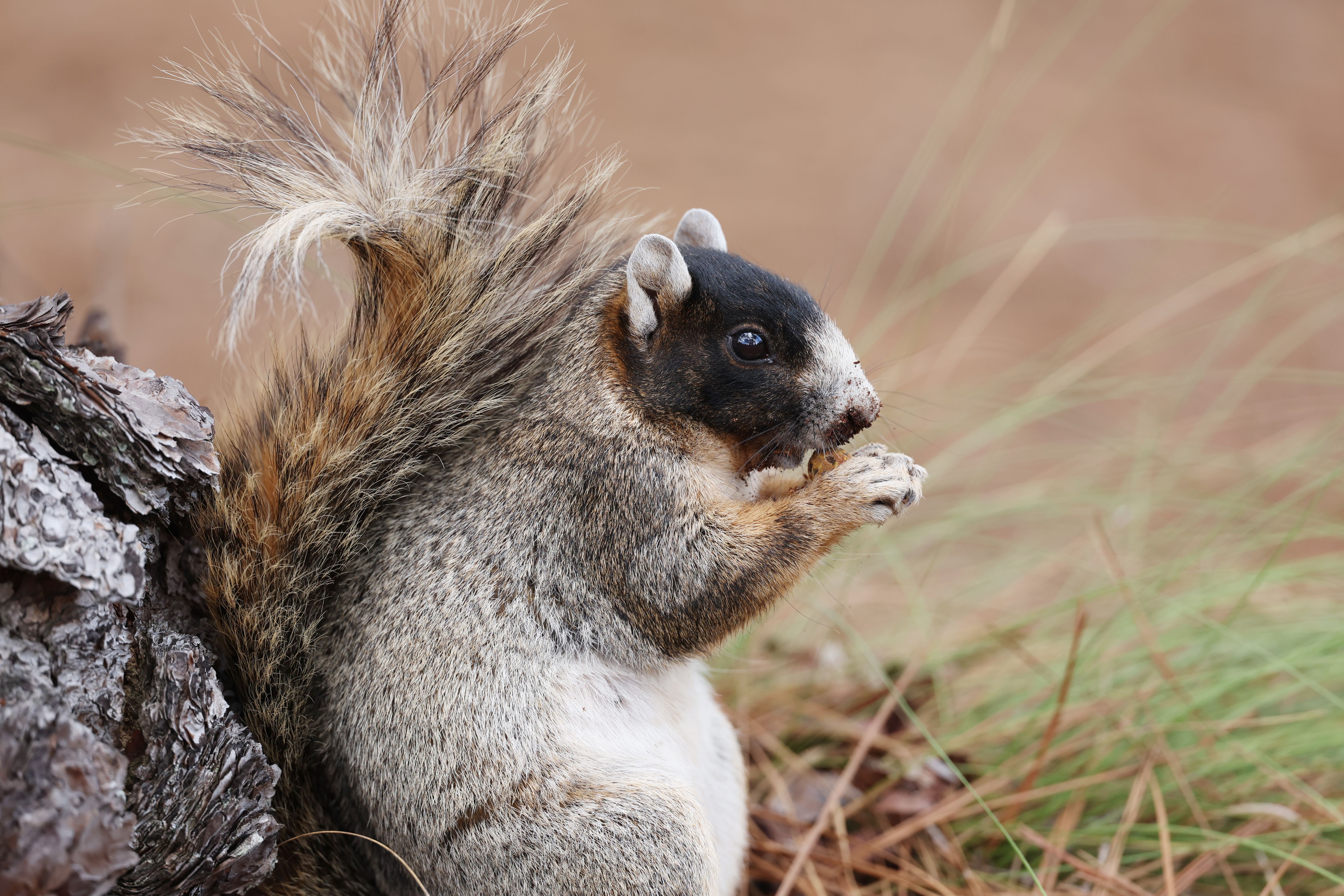 A squirrel munches on a nut at Pinehurst No. 2 during the practice rounds for the US Open