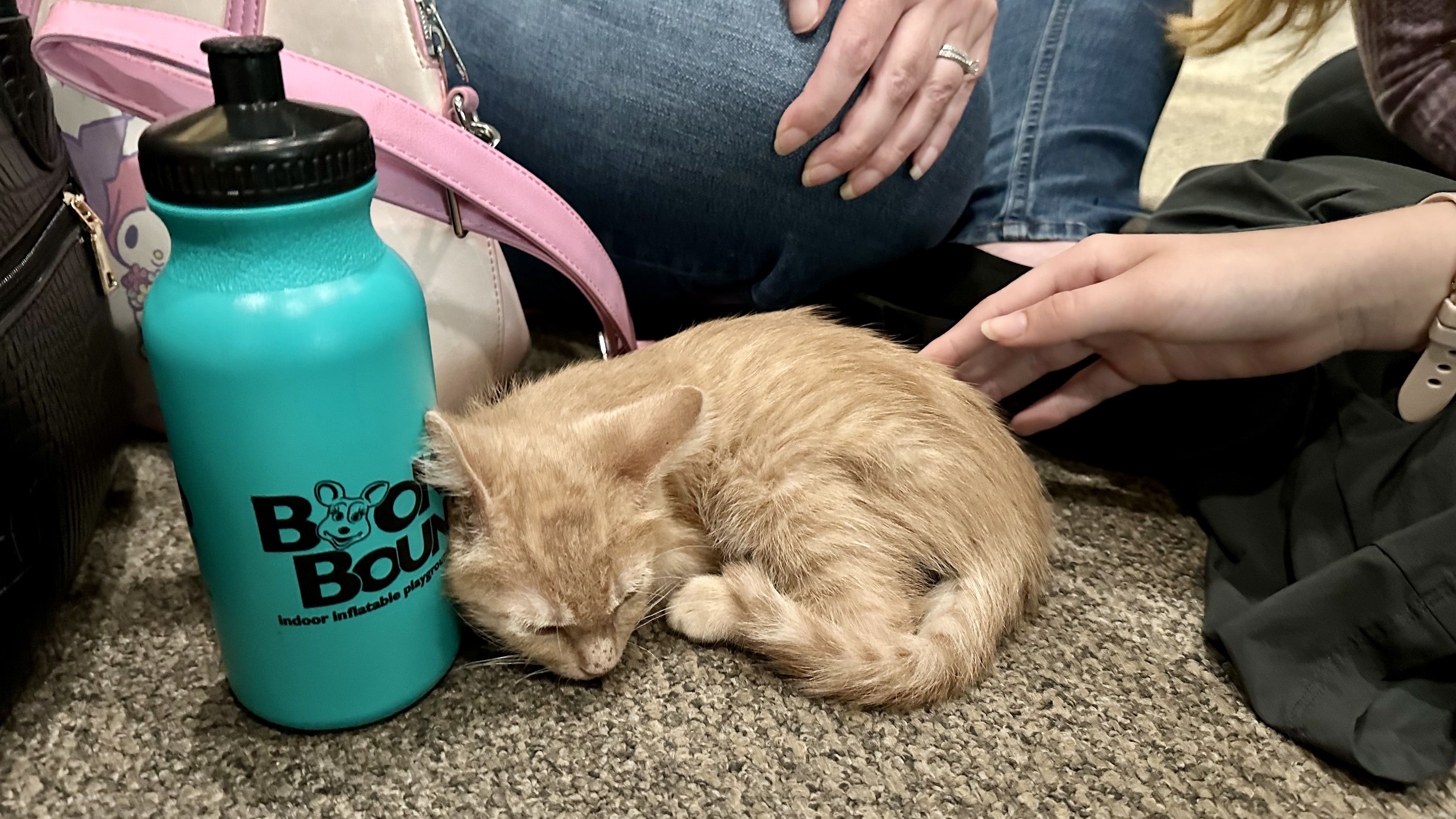 image shows a sleeping orange kitten