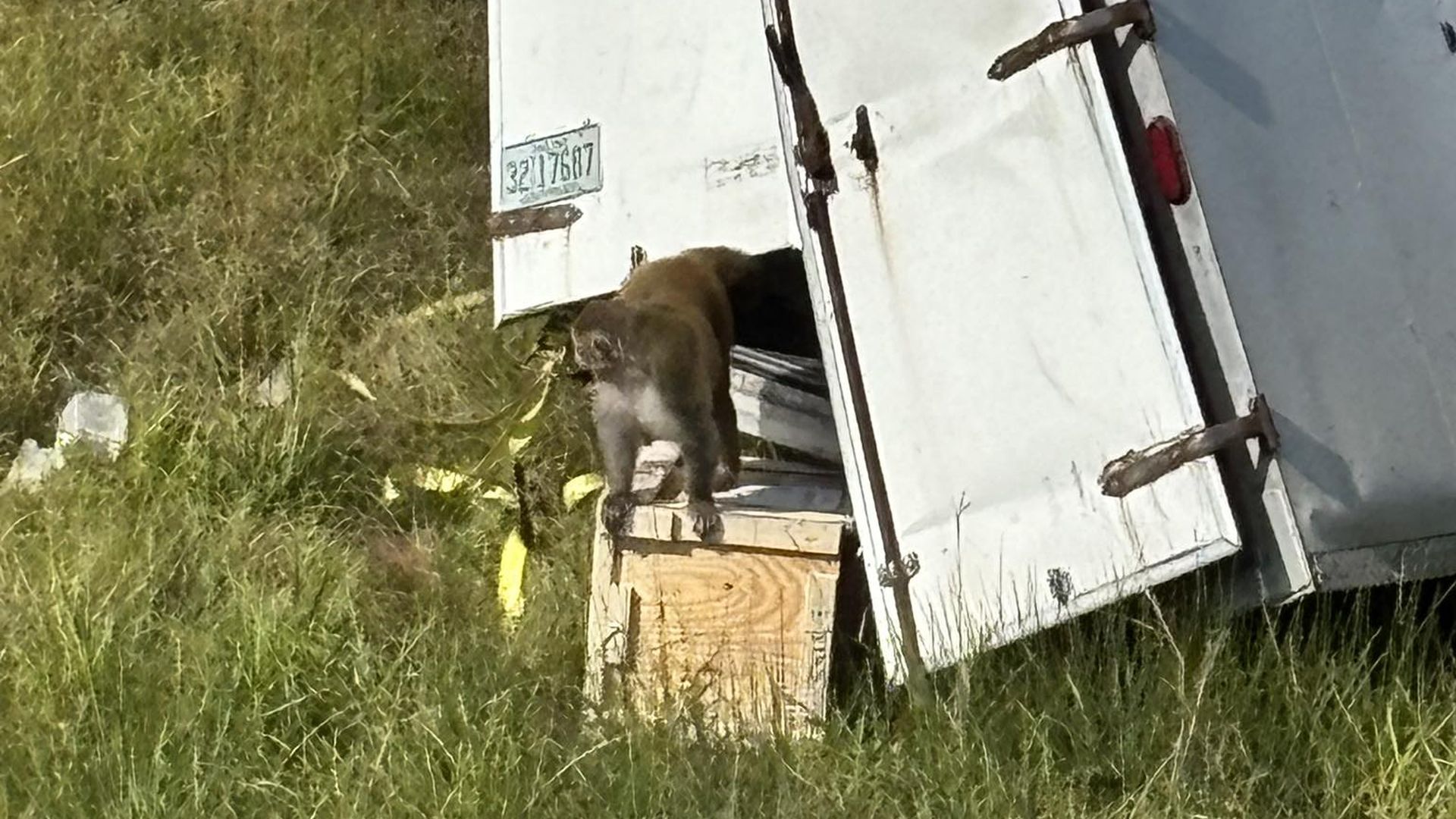 A brown monkey walks into the back of an overturned white trailer in a grassy field during daylight.