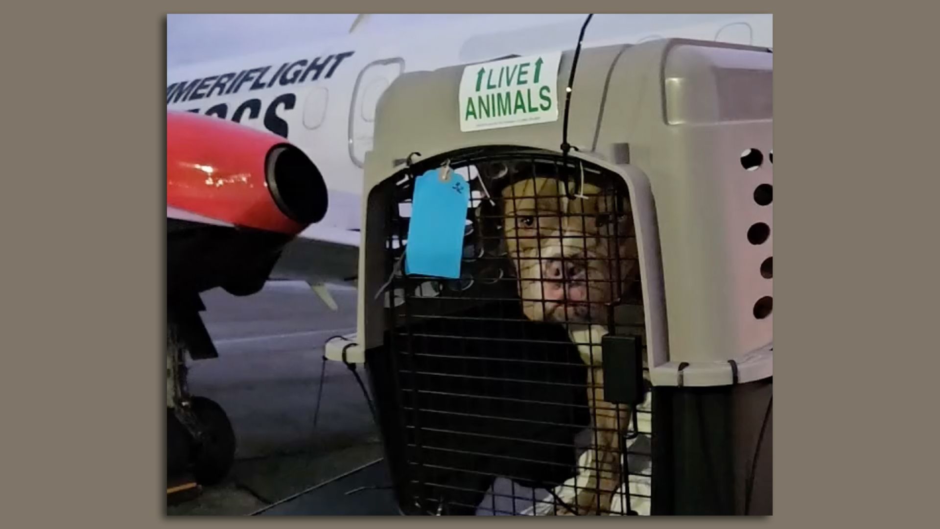 A dog peeks out of a traveling crate on an airfield this week. 