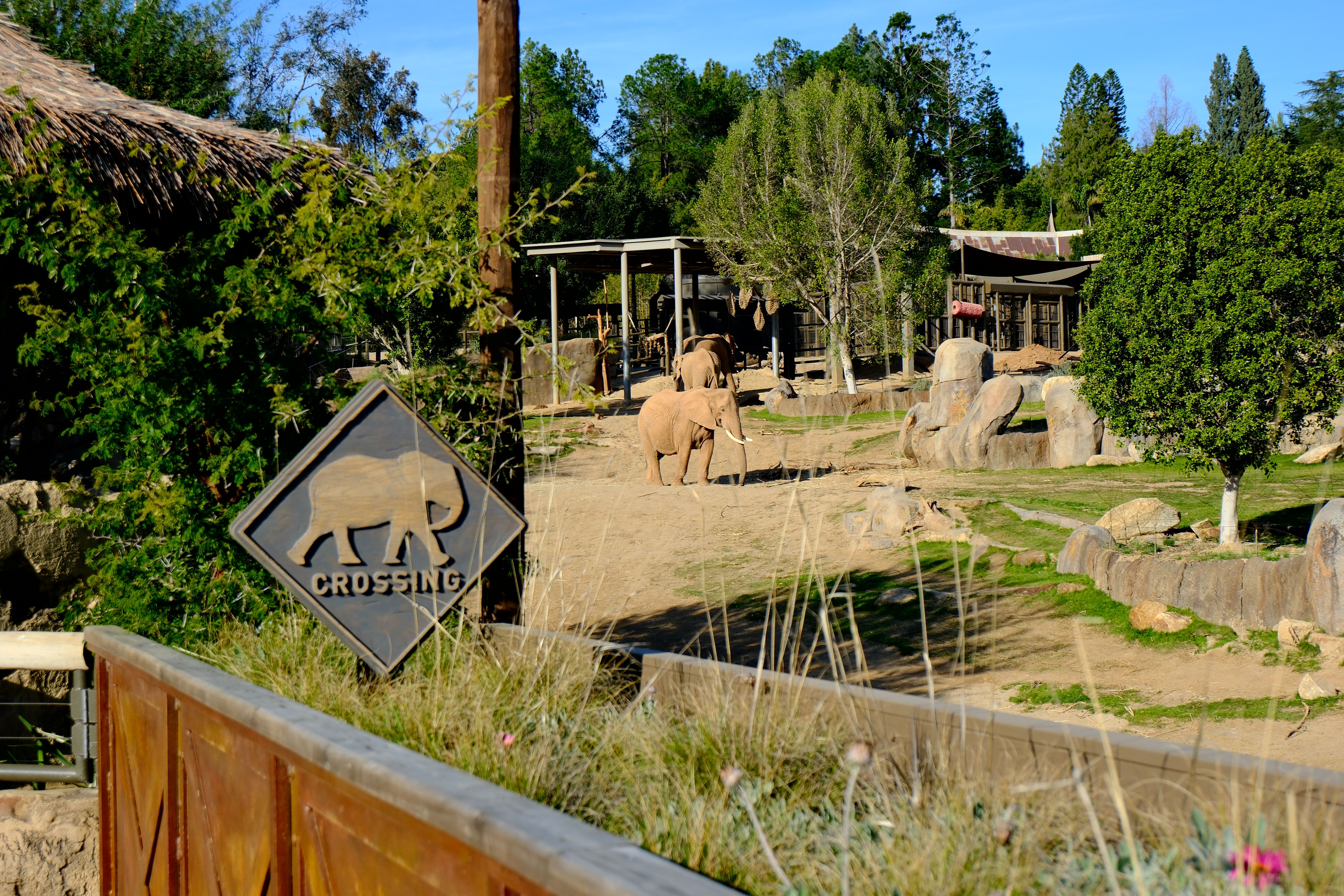Elephants in a lush zoo enclosure with trees, rocks, and a shelter; a wooden sign nearby shows an elephant silhouette with the word "CROSSING" on a sunny day.