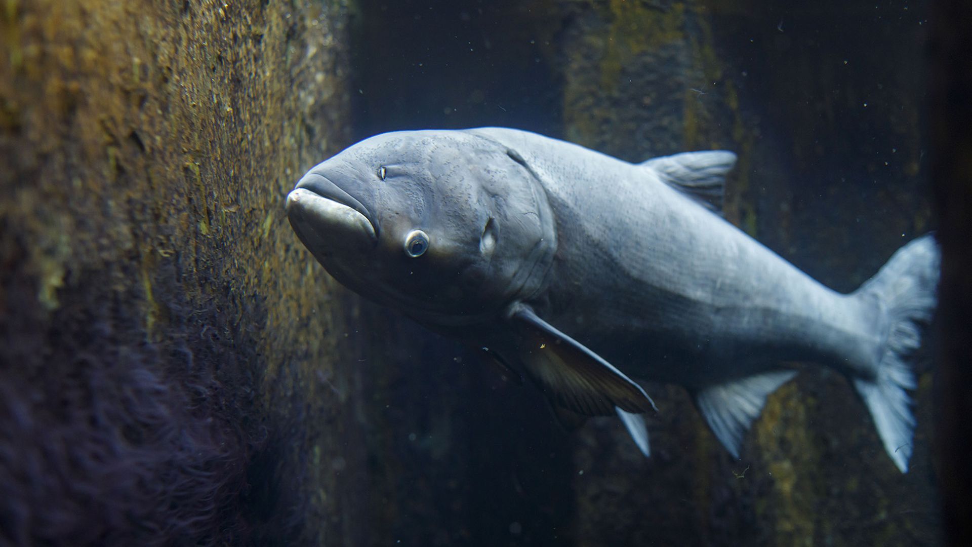 A bighead carp at the Shedd Aquarium.