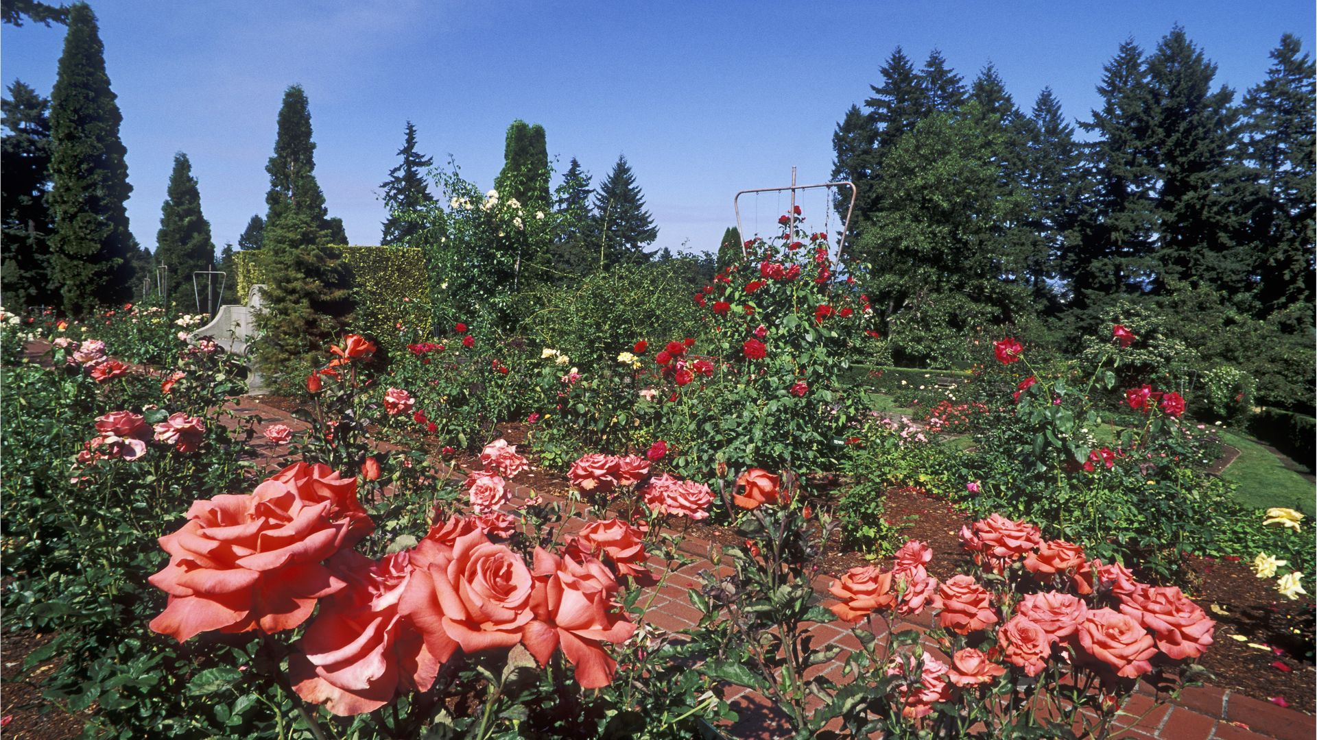 A rose garden in a park