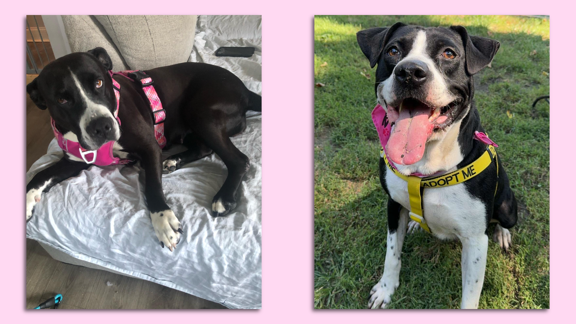 Two photos of a cute black and white dog