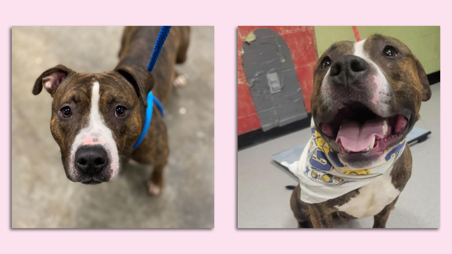 Side by side photos of a brown and white dog