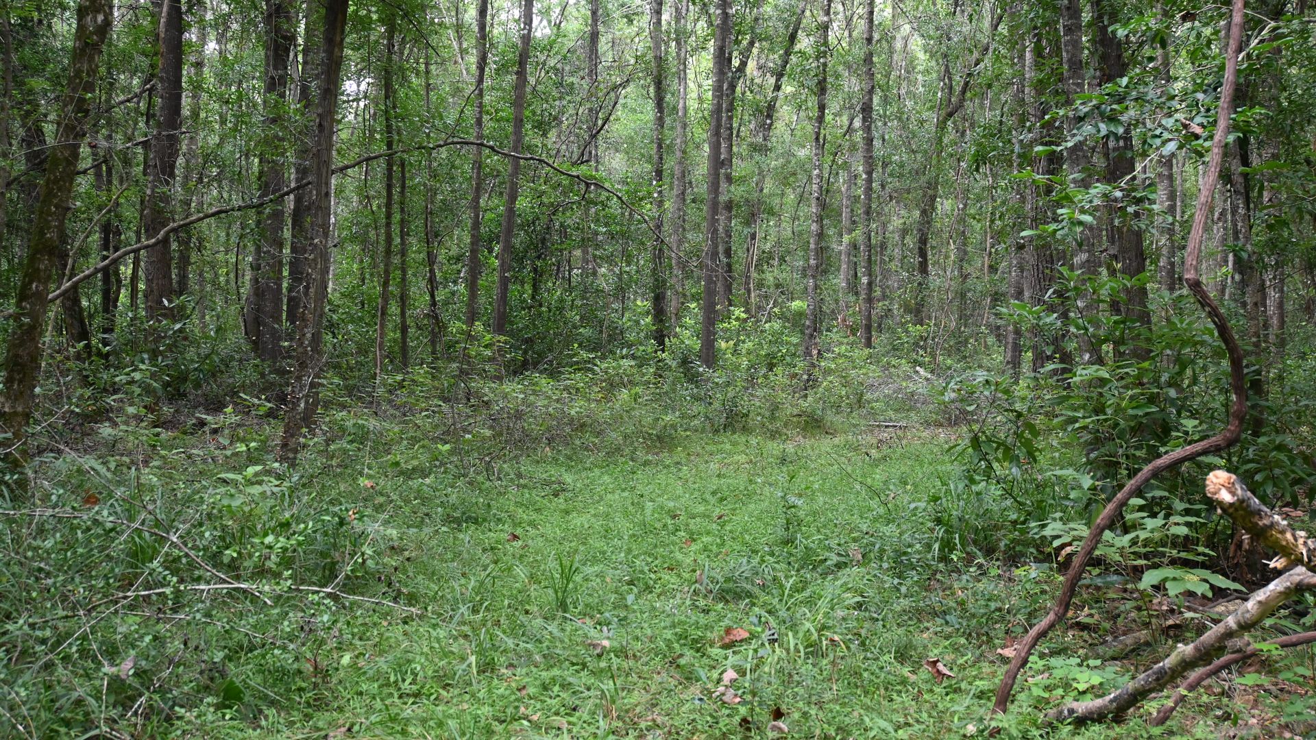 Dense green forest with tall trees and a grassy clearing in the center. Branches and foliage surround the area, creating a natural, peaceful woodland scene.