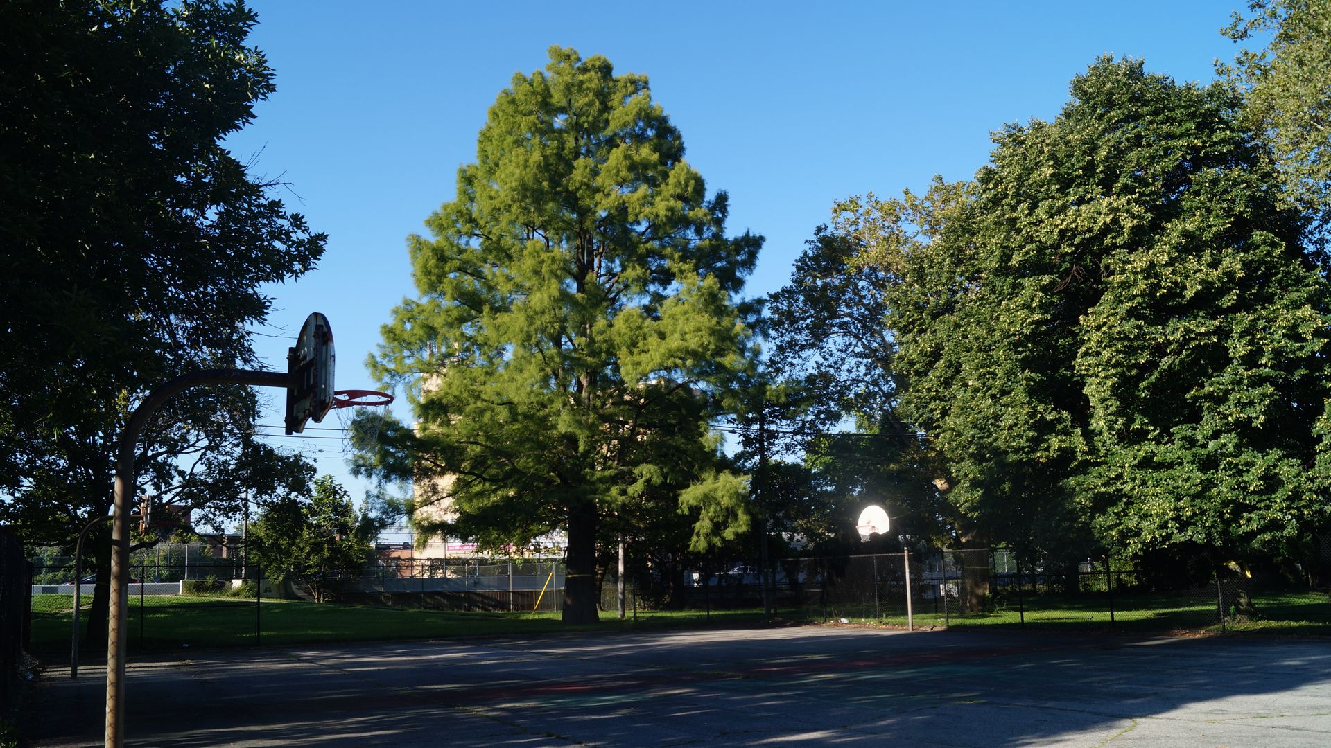 A tree presides over an outdoor basketball court.