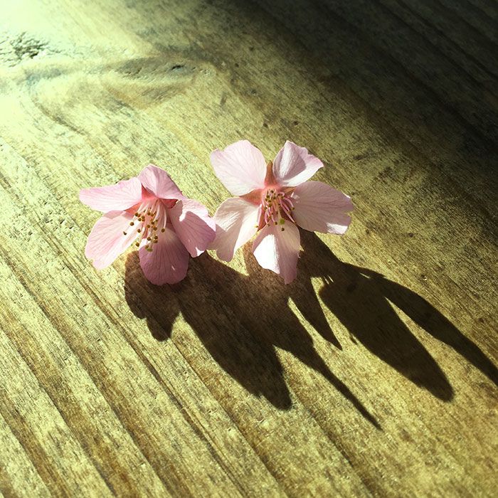 cherry-blossom-blooms