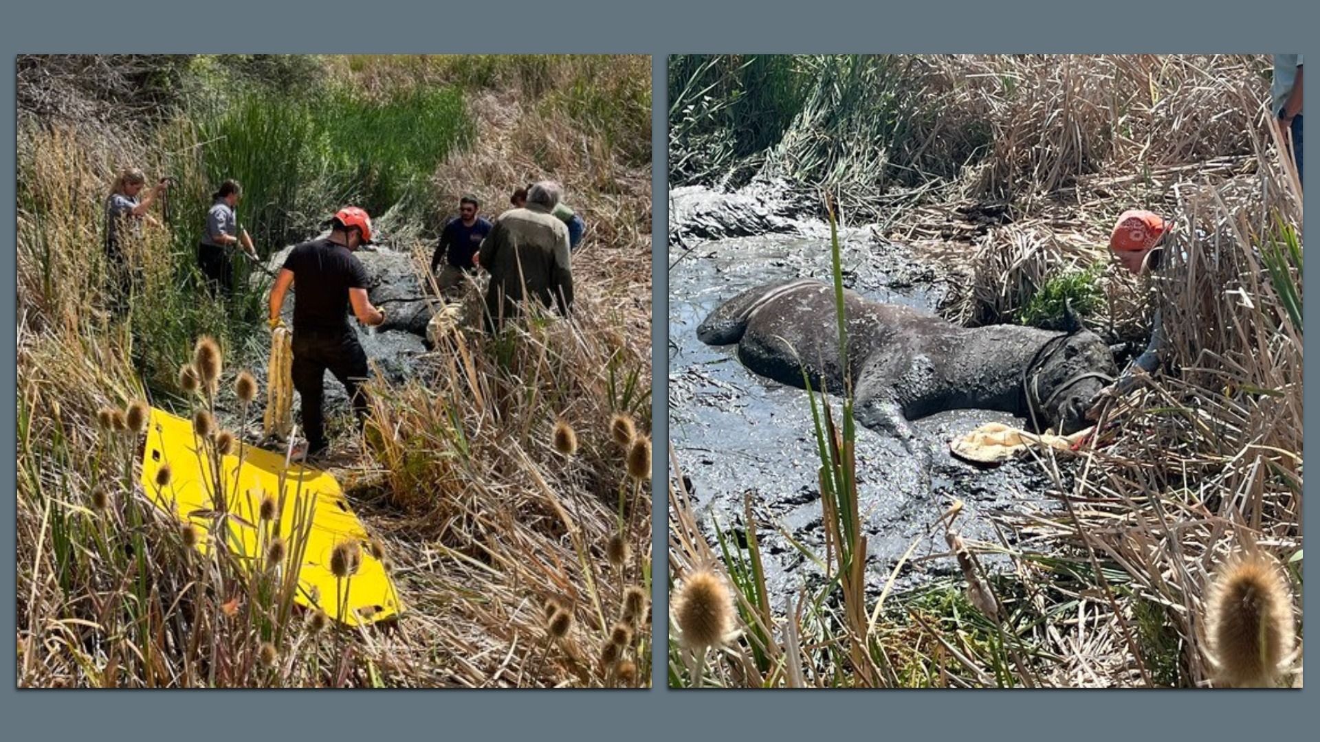 Rescuers in tall grass work to save a muddy horse stuck in a marshy area, some holding ropes and equipment, with a yellow rescue board visible nearby.
