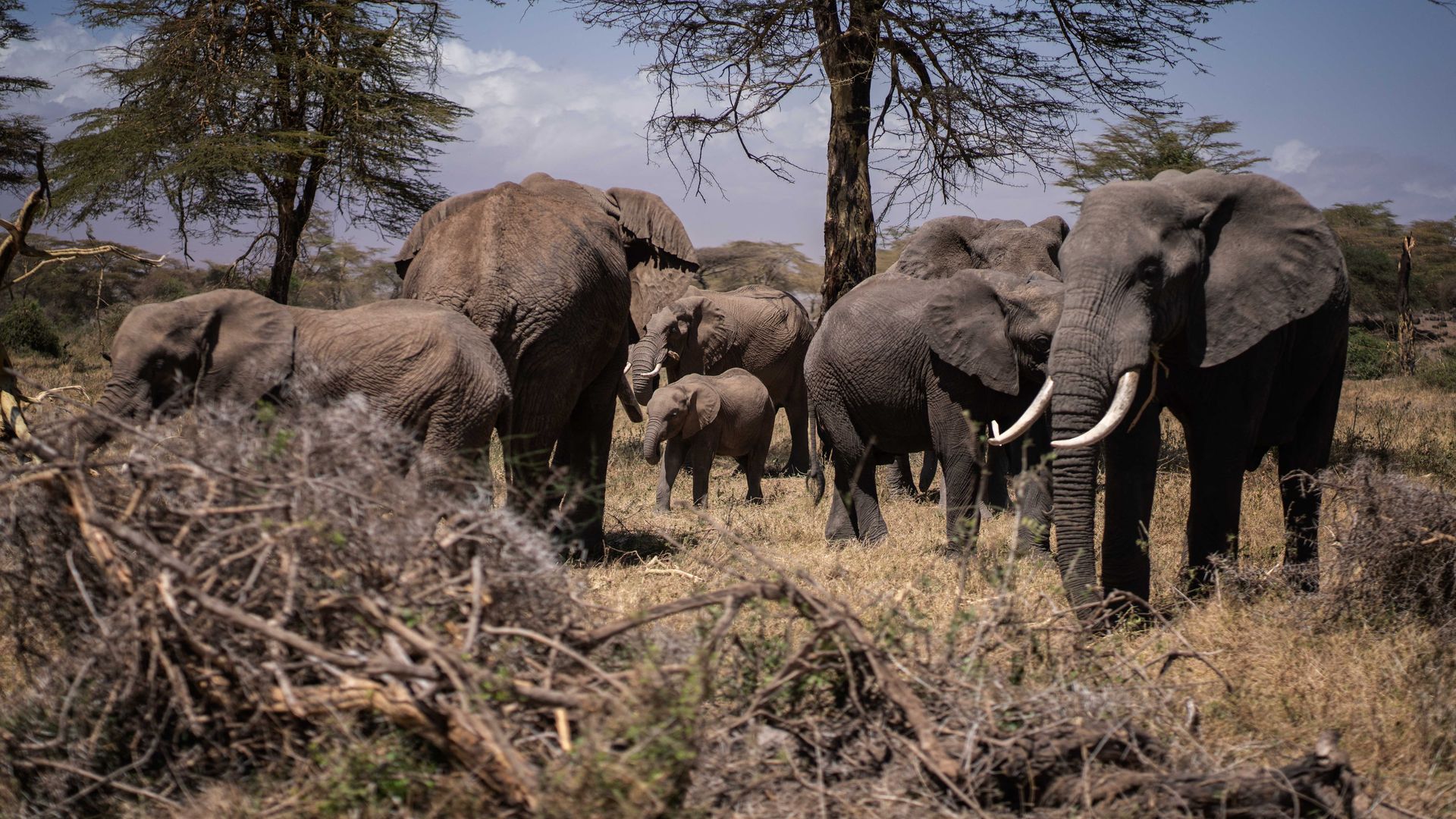 African elephants in a sanctuary in Kenya in September 2022.