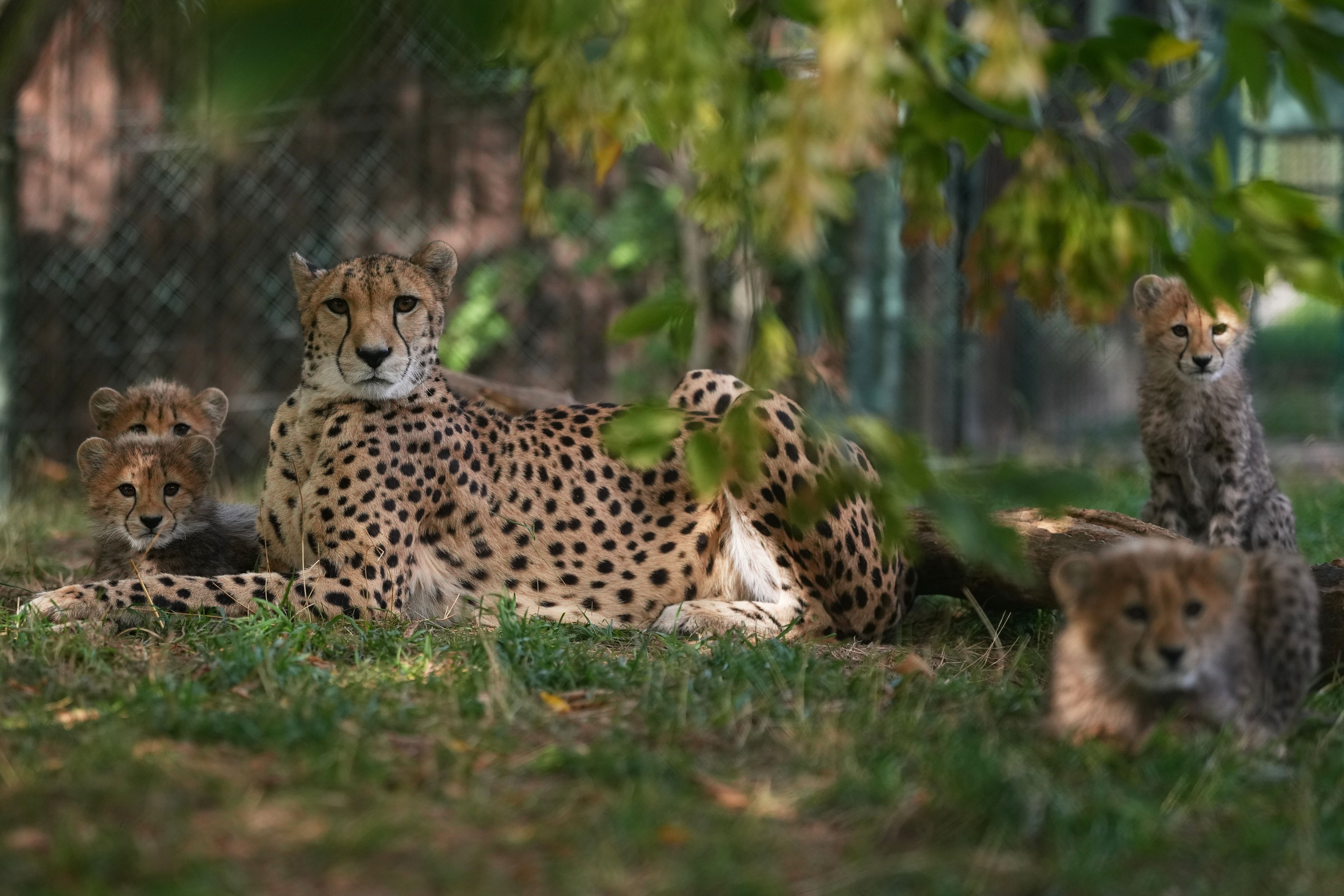 Cheetahs