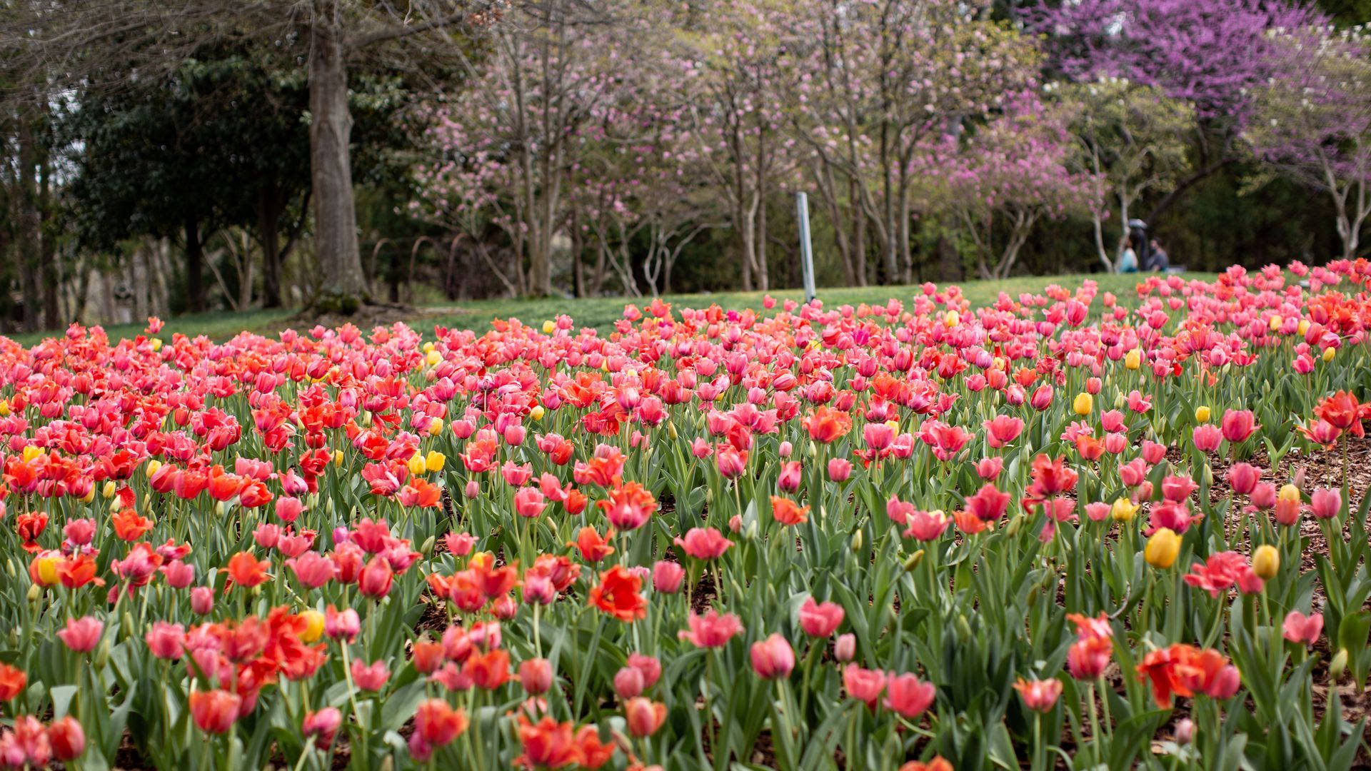 Flowers in bloom at Cheekwood