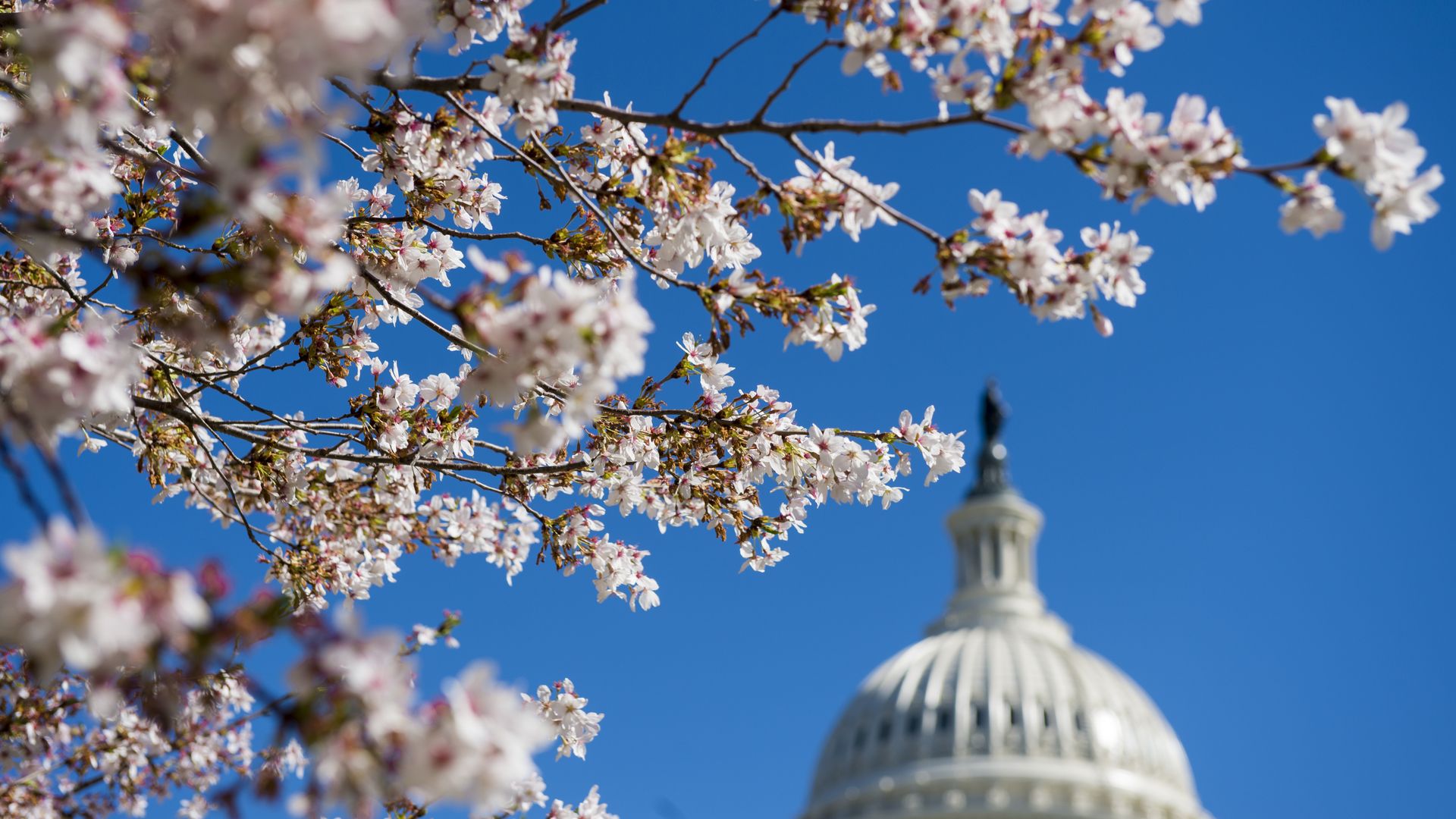 Capitol building with Cherry Blossoms