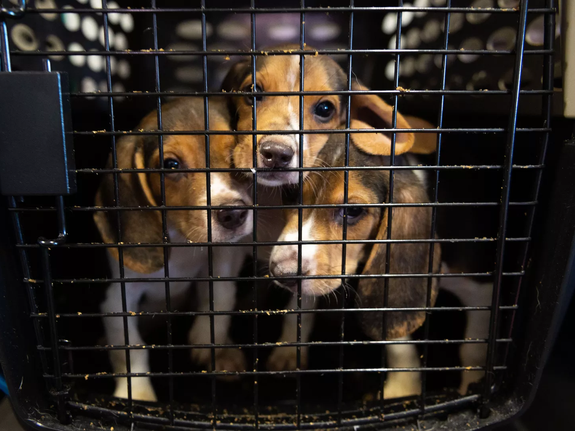 Envigo beagles have been rescued, and many found homes in Virginia - Axios  Richmond