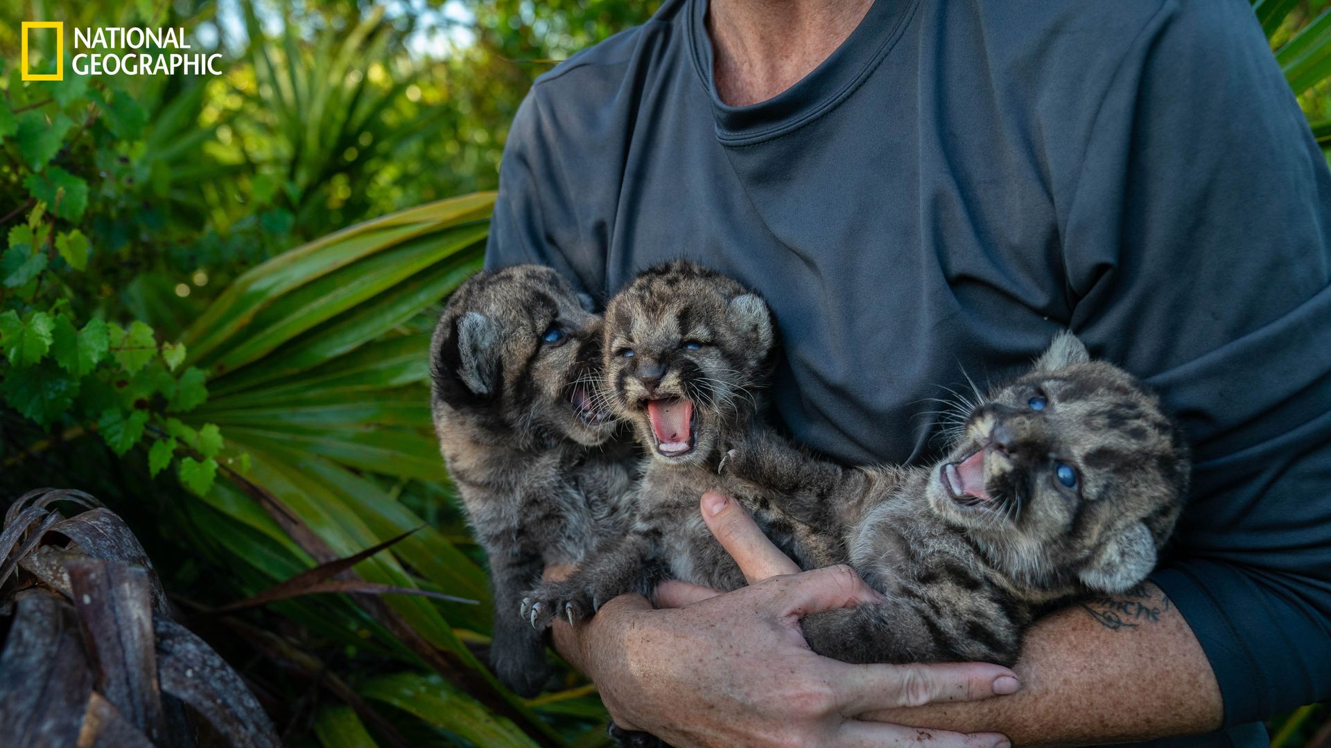 A man holds three baby Florida panthers.