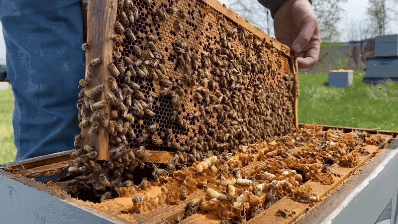 A person pulls a shelf covered in bees out of a hive.