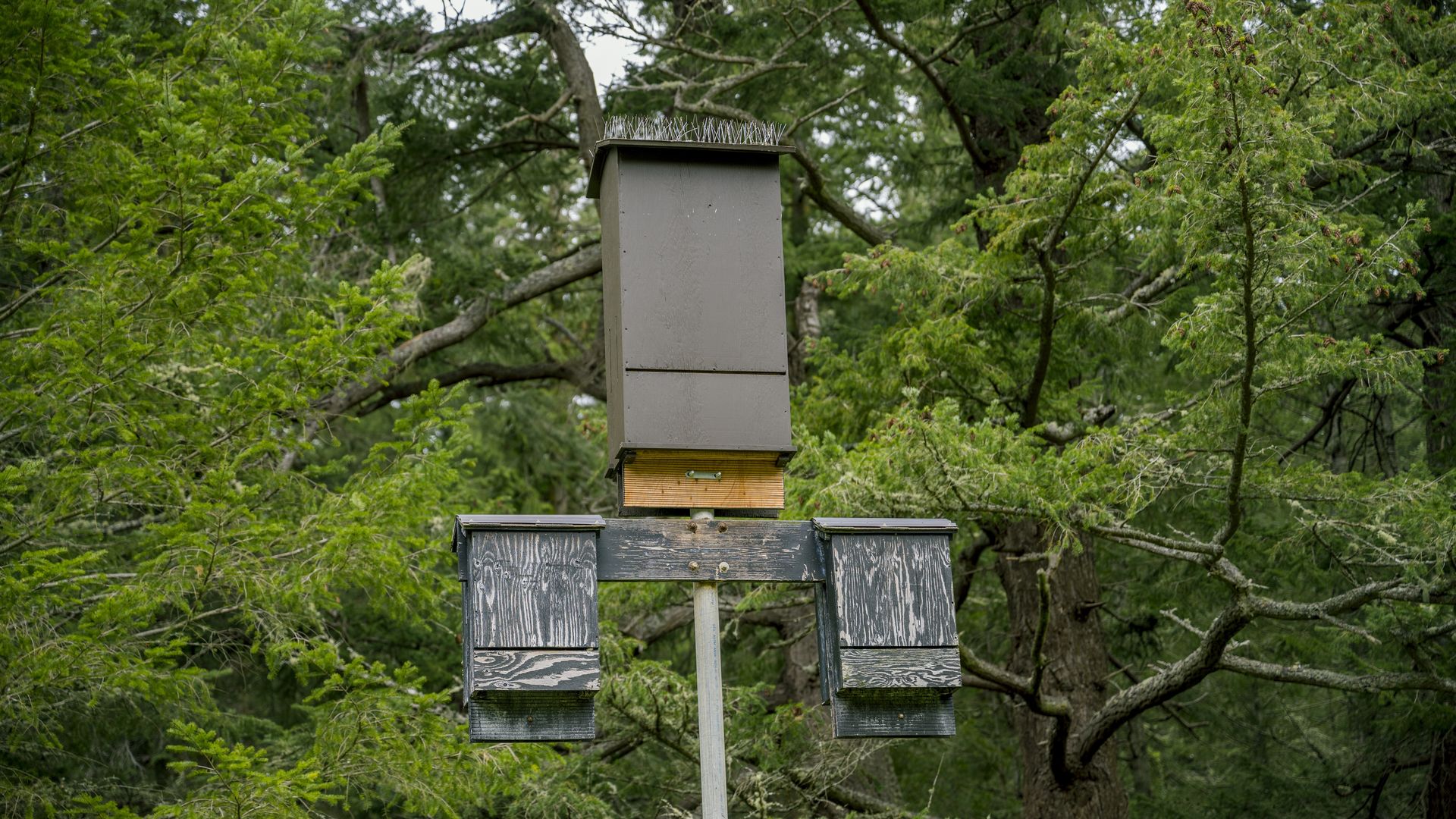 A bat house is mounted on a post with evergreens in the background. 
