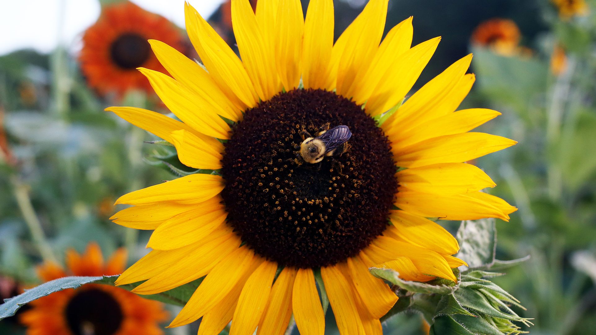 RALEIGH, NC - JULY 20: Beautiful sunflowers and wildlife are on display at Dorothea Dix Park on July 27, 2019, at Dorothea Dix Park in Raleigh, NC. (Photo by Daniel Kucin Jr./Icon Sportswire via Getty Images)