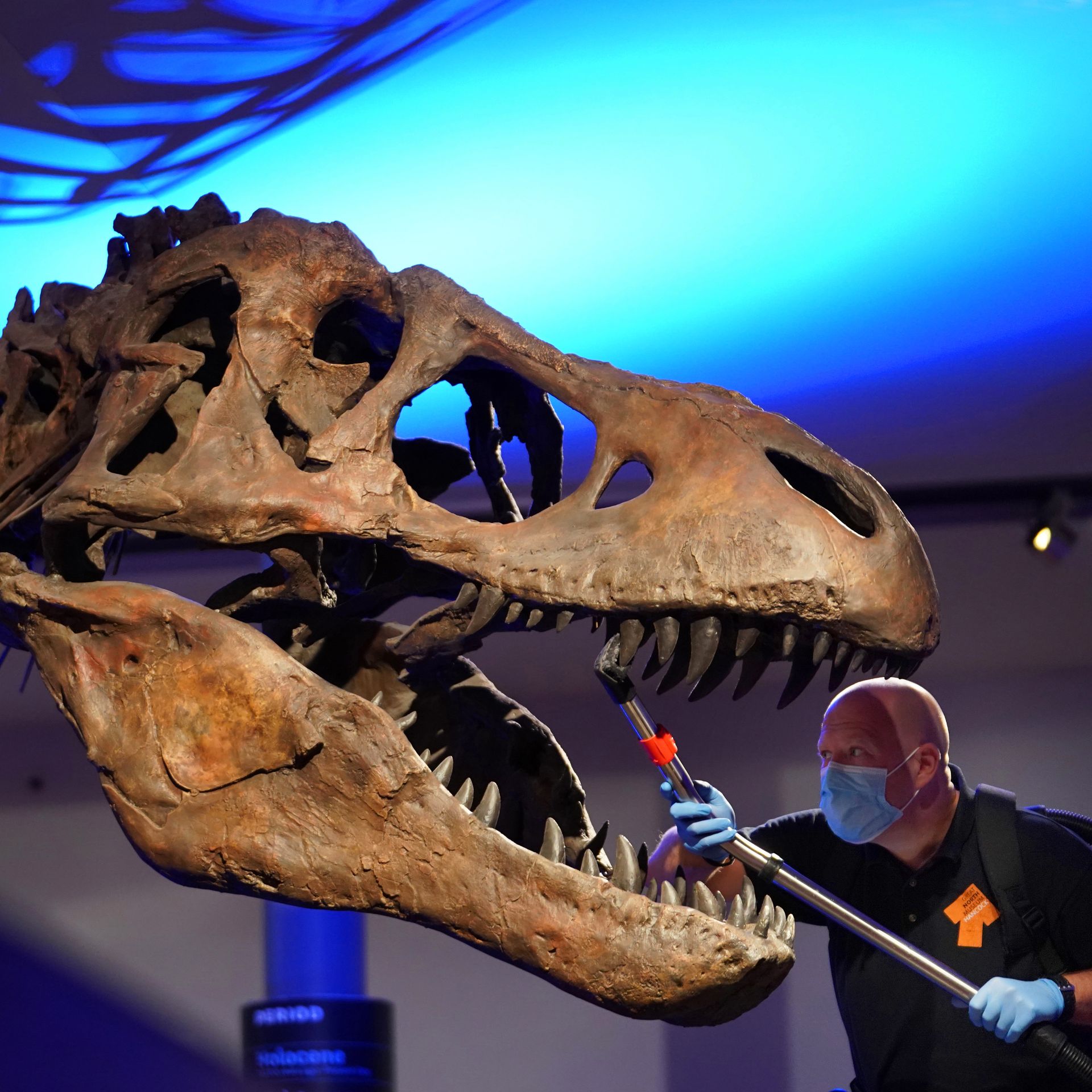 T. rex fossil is actually a species new to science, study says