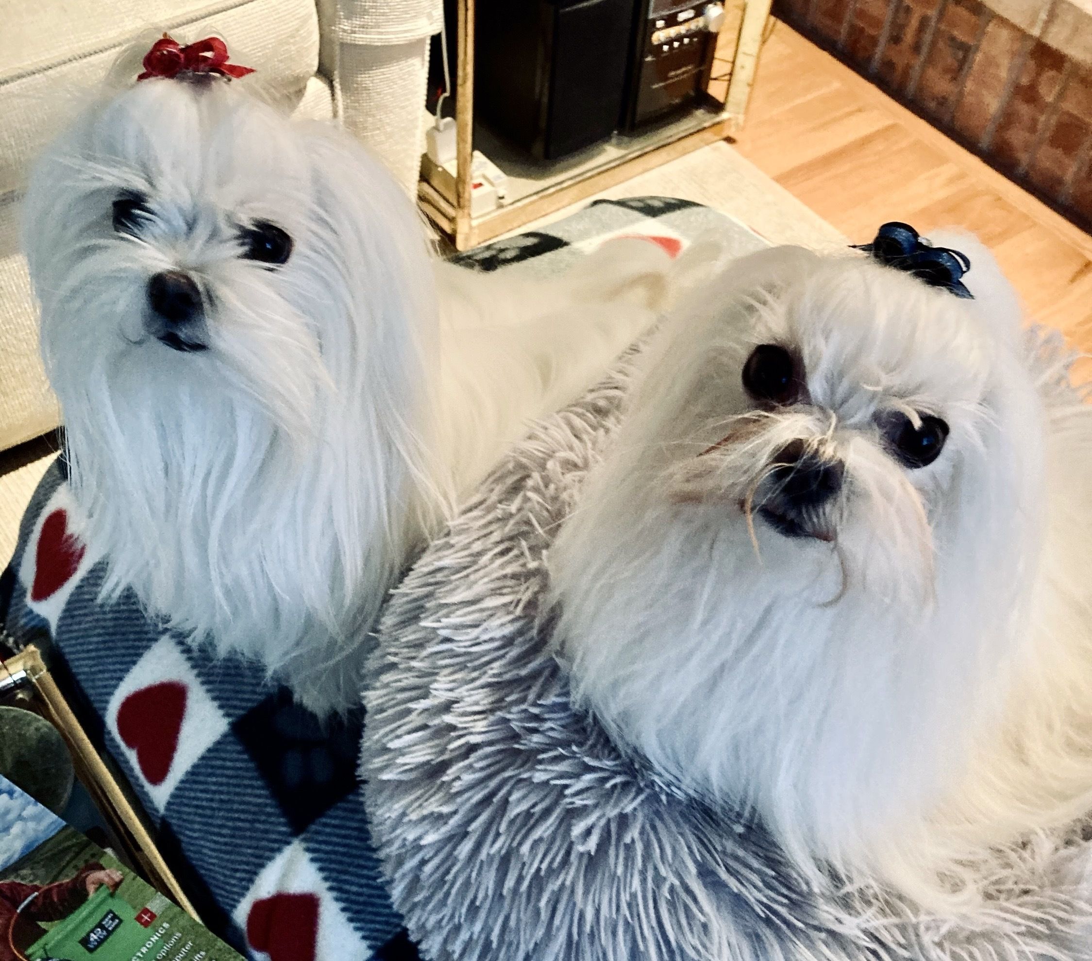 Two fluffy white dogs with bows sit close on a blue patterned blanket; one has a red bow and the other a dark blue bow. Background shows a brick wall and a wooden cabinet.