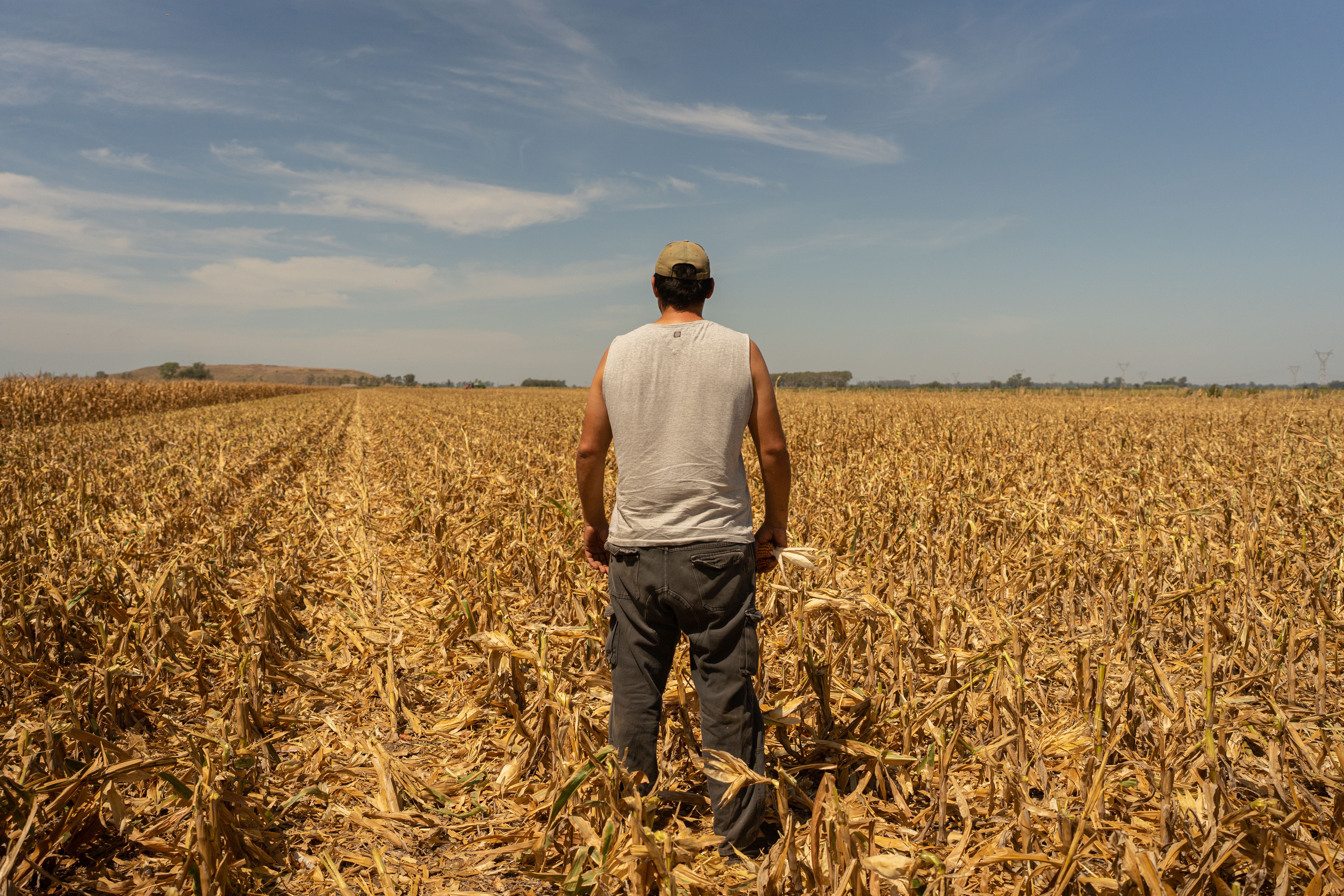 A photograph showing a farmer from behind as he stares out at a dried and ruined corn crop. 