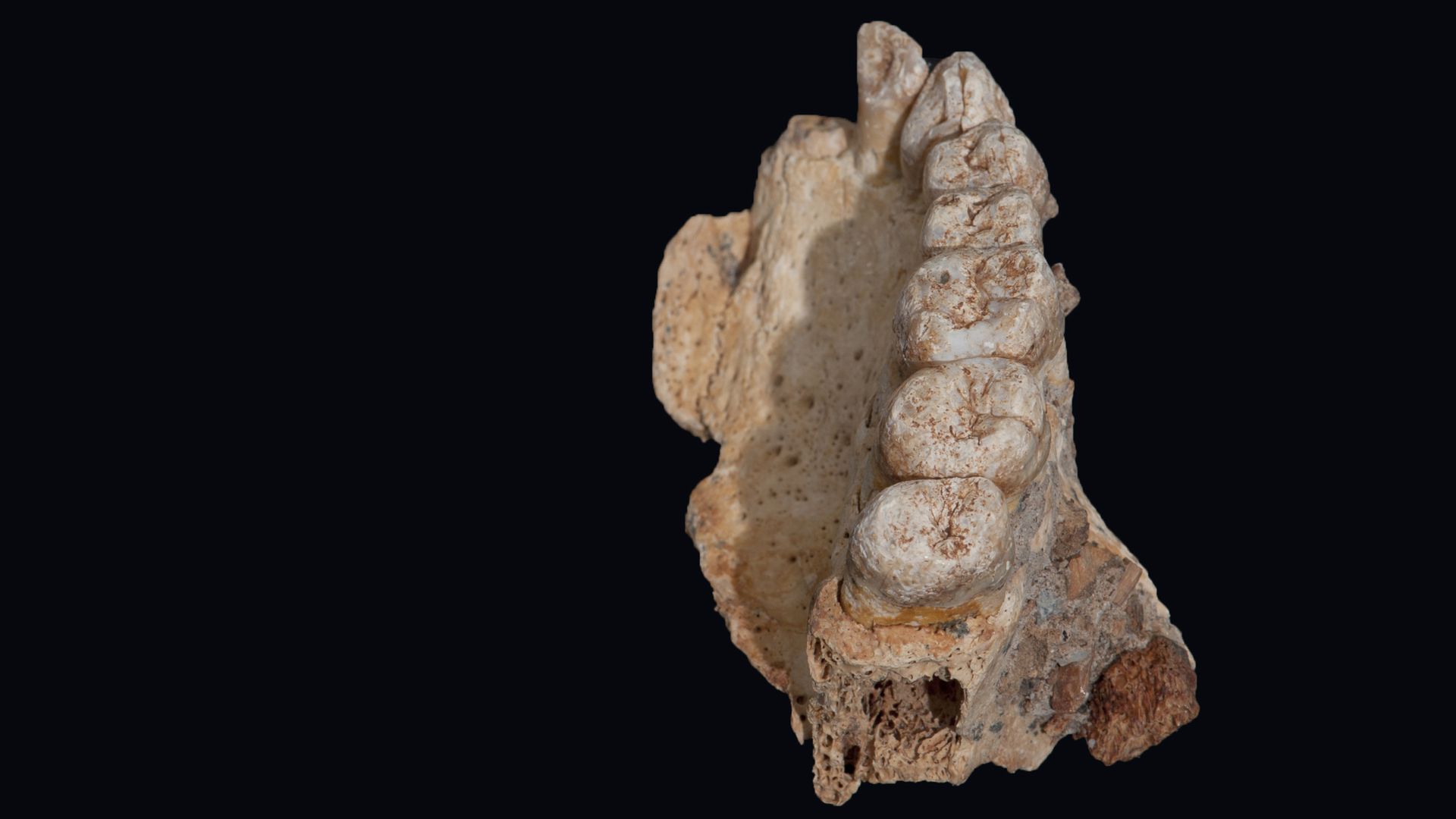 The upper left jaw of an early human, found in Israel