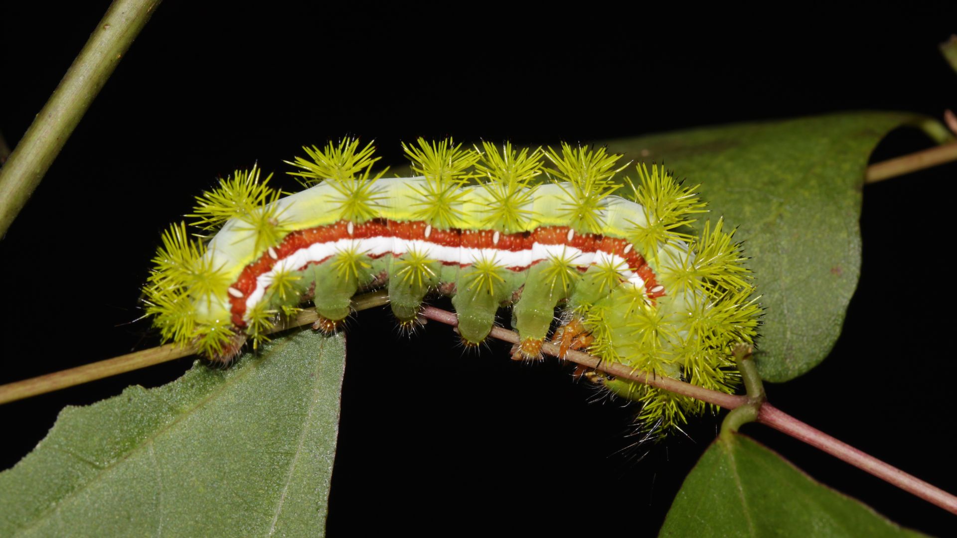 A green caterpillar with spikes and a red and white stripes the length of its body 
