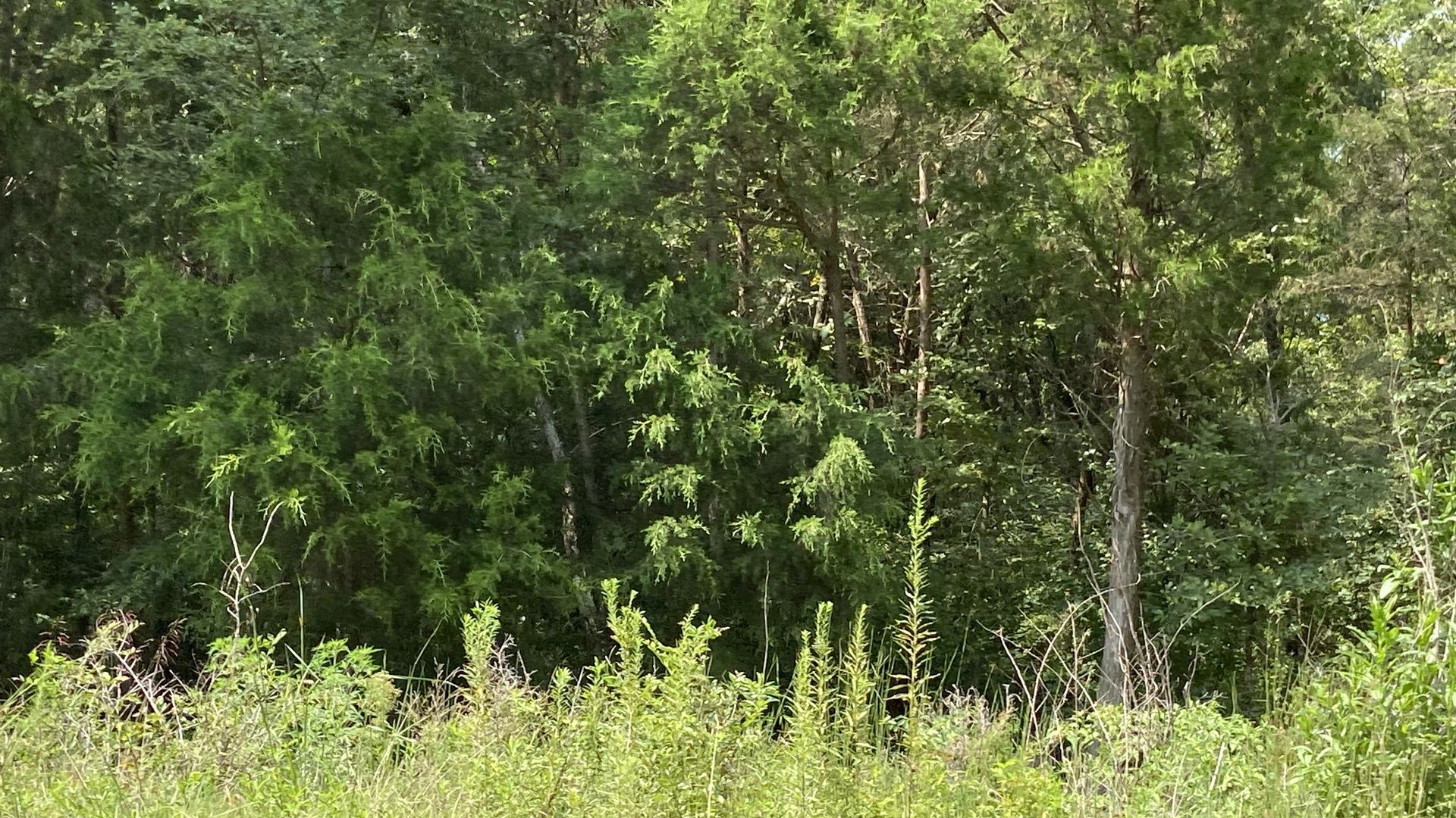 Rows of trees at the current park site.