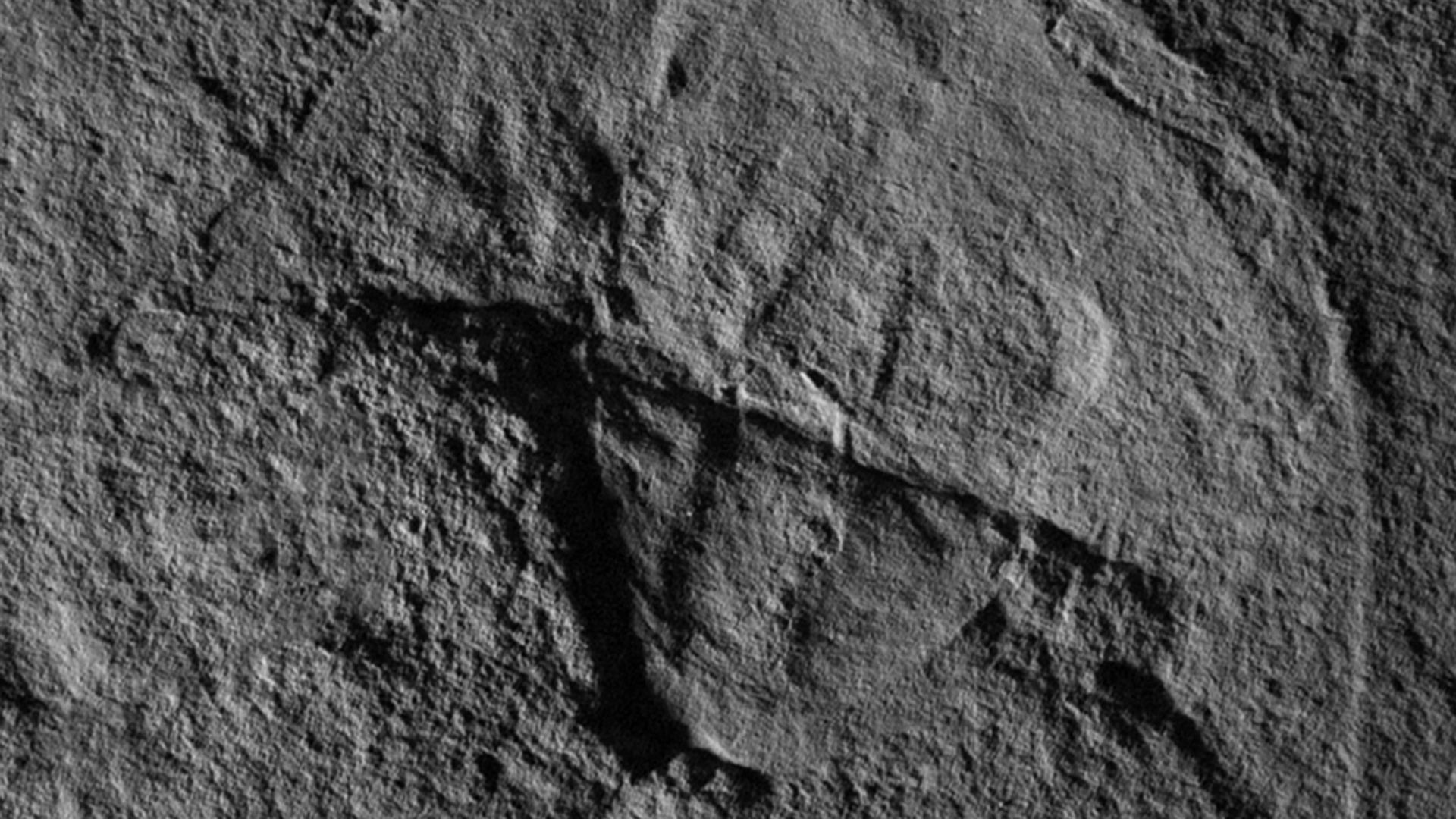 Vaderlimulus horseshoe crab fossil.