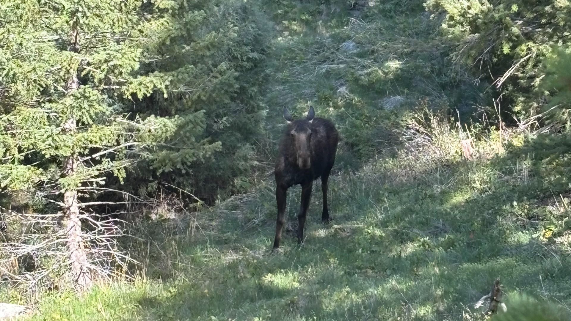 A moose stands in a clearing in Eldorado Canyon State Park.
