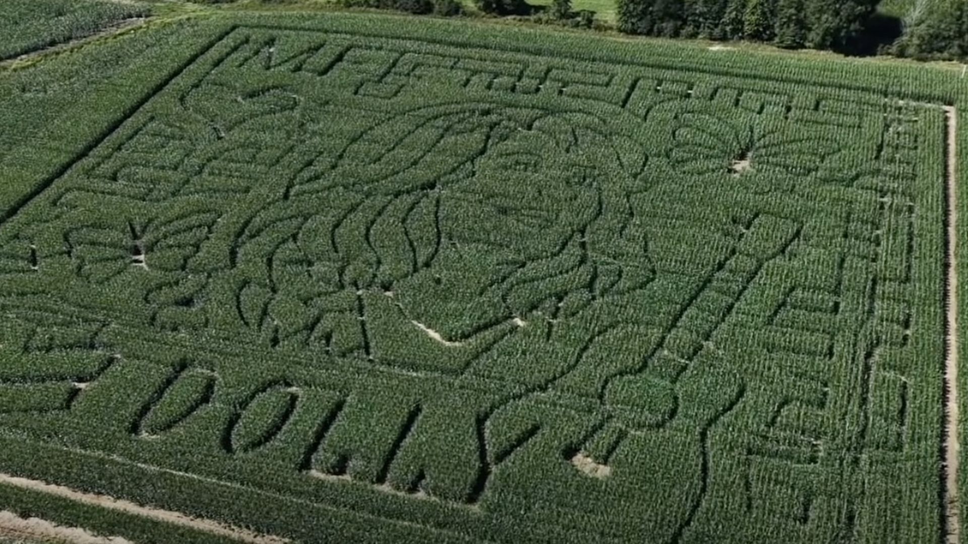 Aerial view of a large green corn maze with winding paths creating complex patterns, bordered by dirt tracks and rows of trees.