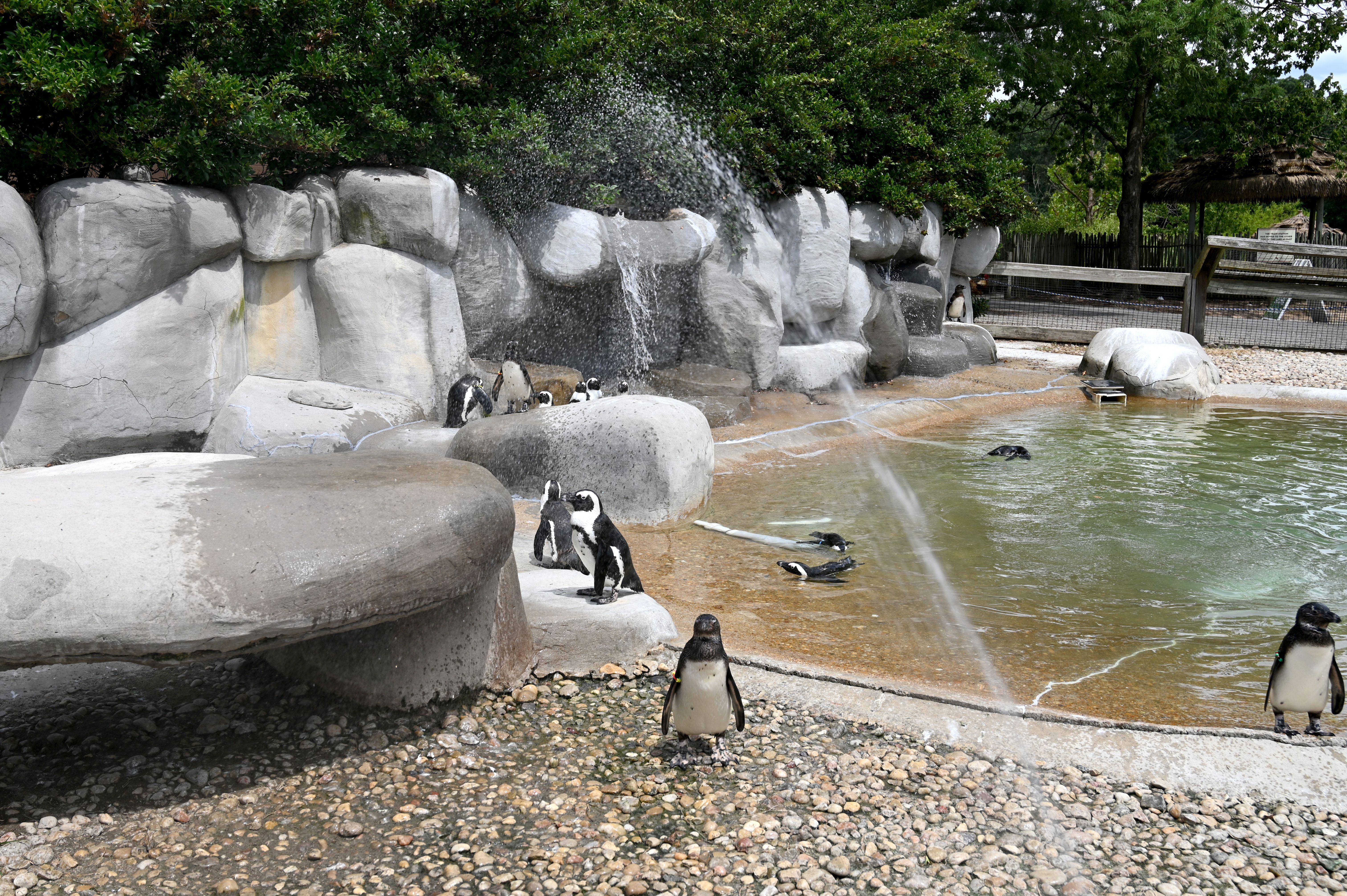 Penguins surrounded by rocks, a pool and sprinklers.
