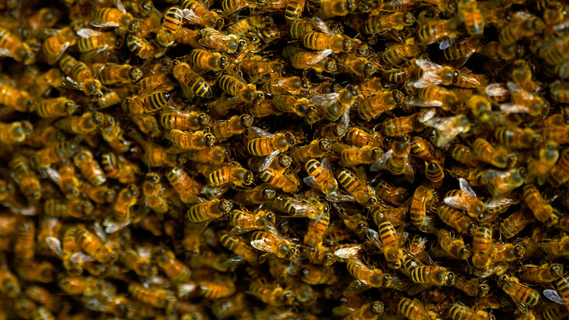 Honey bees swarming in a plum tree 