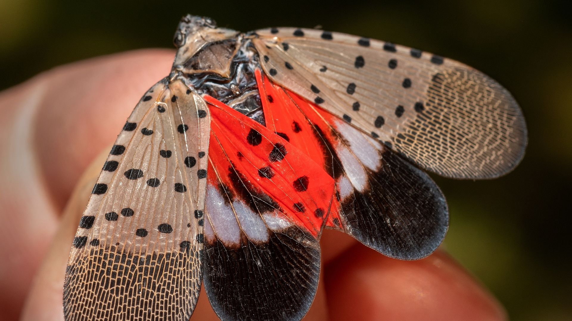 Someone holding a spotted lanternfly. 