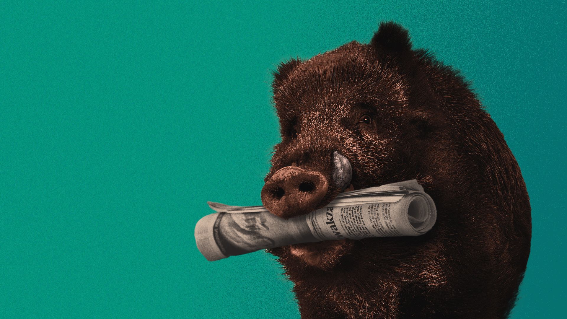 Illustration of a wild board holding a newspaper in its mouth.