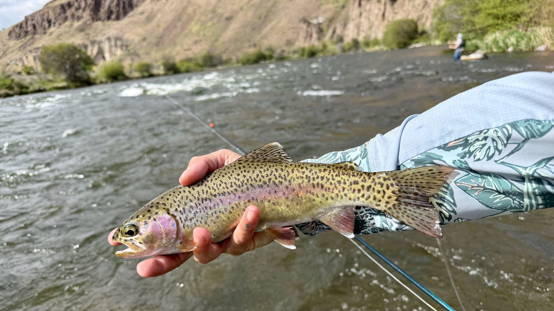 Rainbow trout held up by a fisher in a blue patterned sleeve over a fast-flowing river with rocky cliffs; a distant angler sits along the bank.