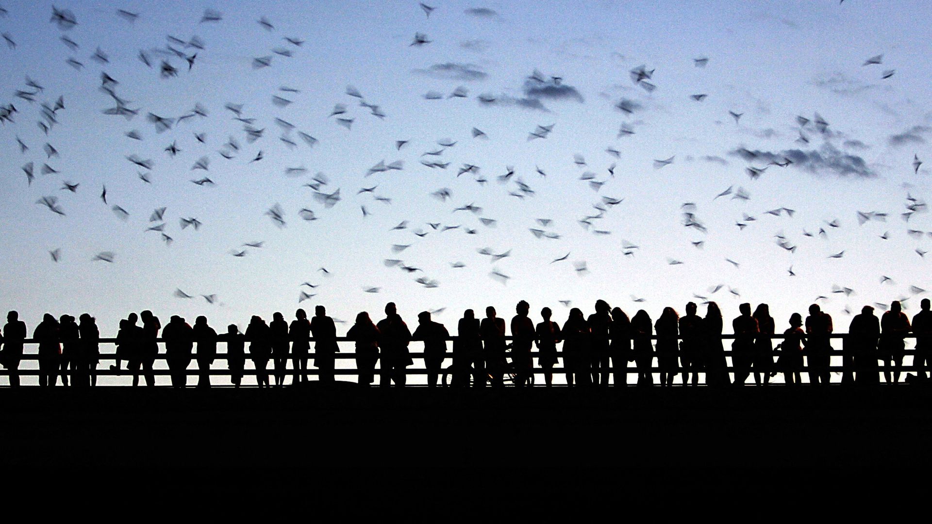 Silhouetted crowd stands along a railing on a pier while hundreds of bats swoop across a blue twilight sky.