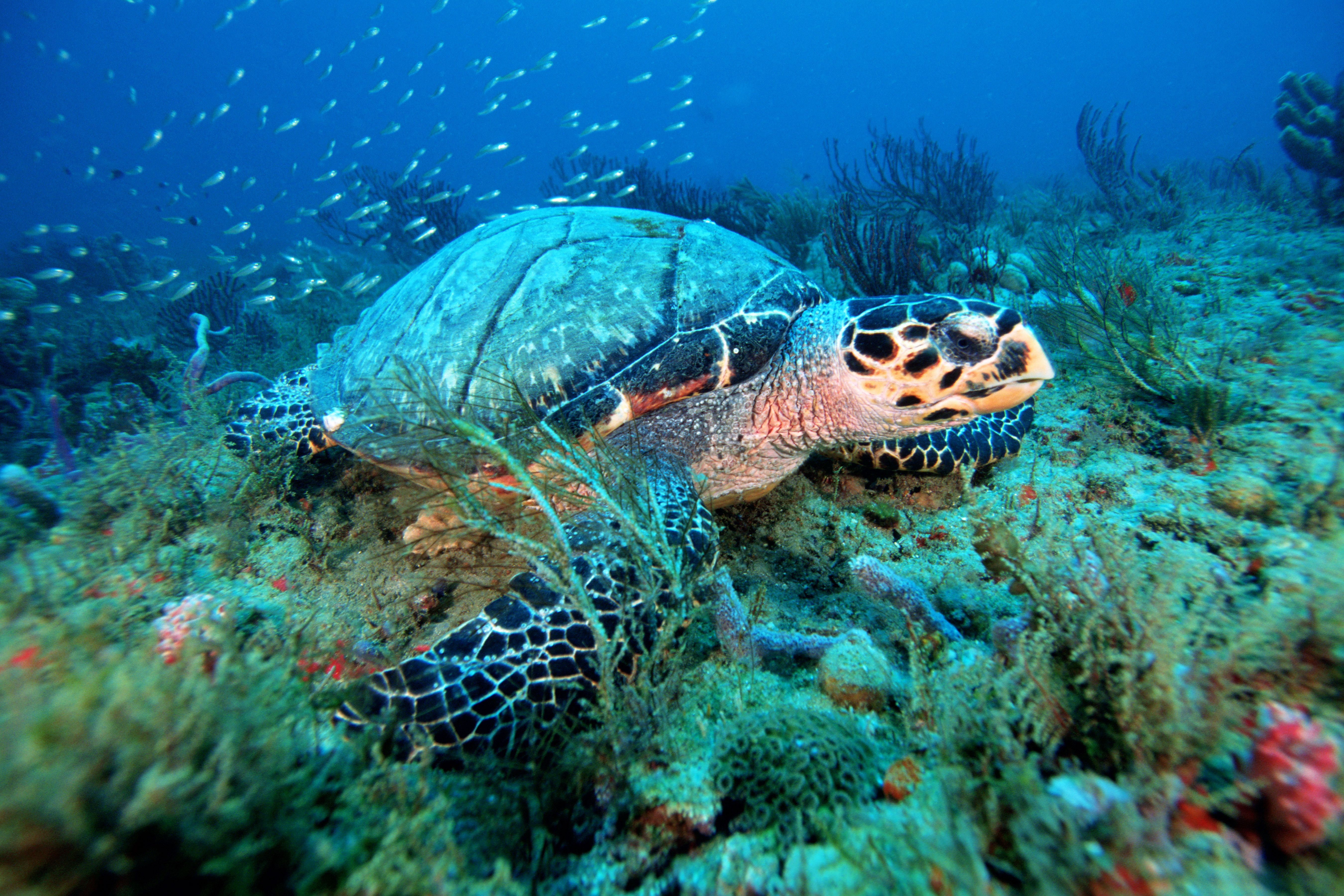 The endangered Hawksbill turtle in the Atlantic Ocean off the Florida coast. 