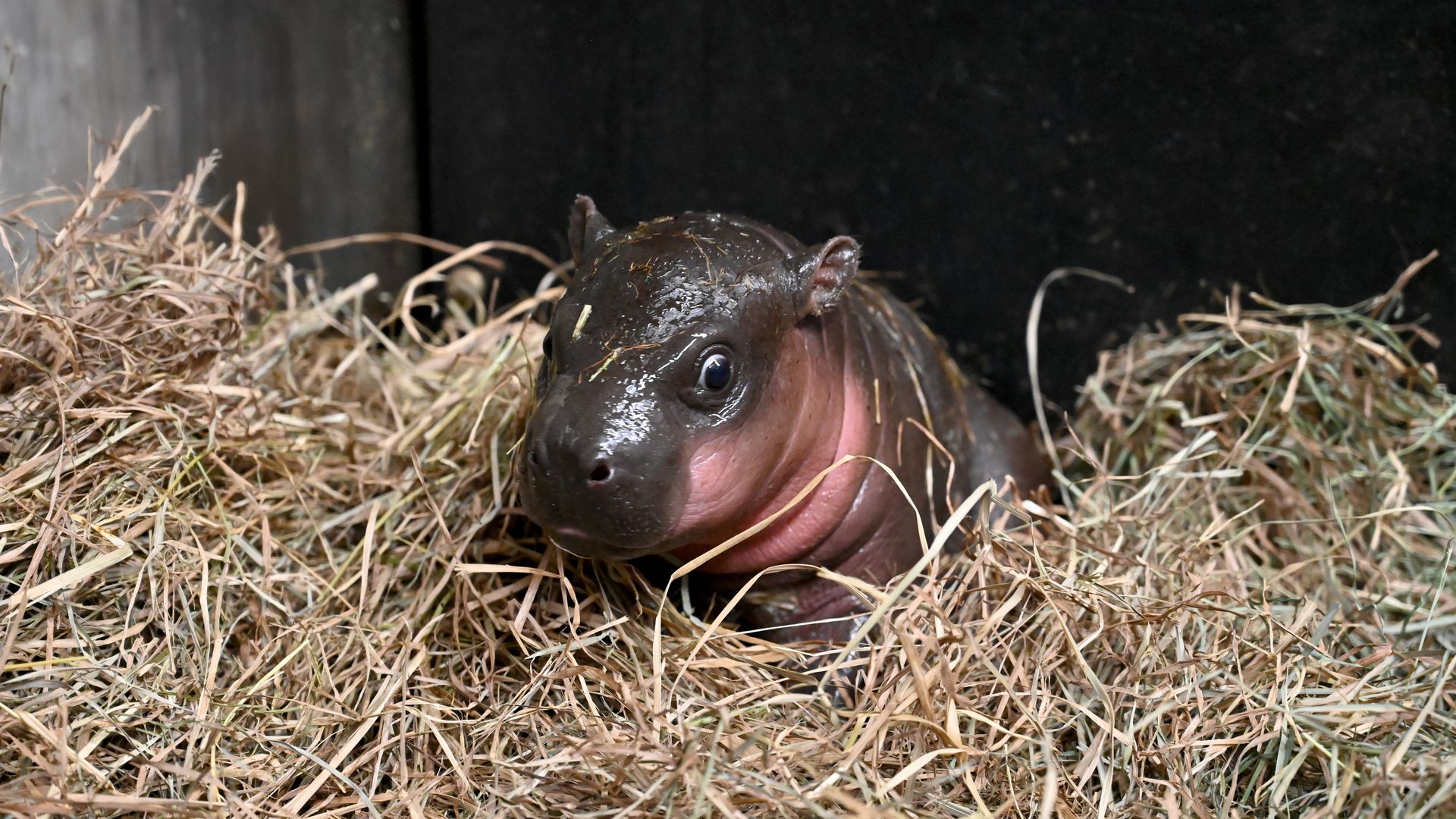 a pic of a  baby pygmy hippo in hay.