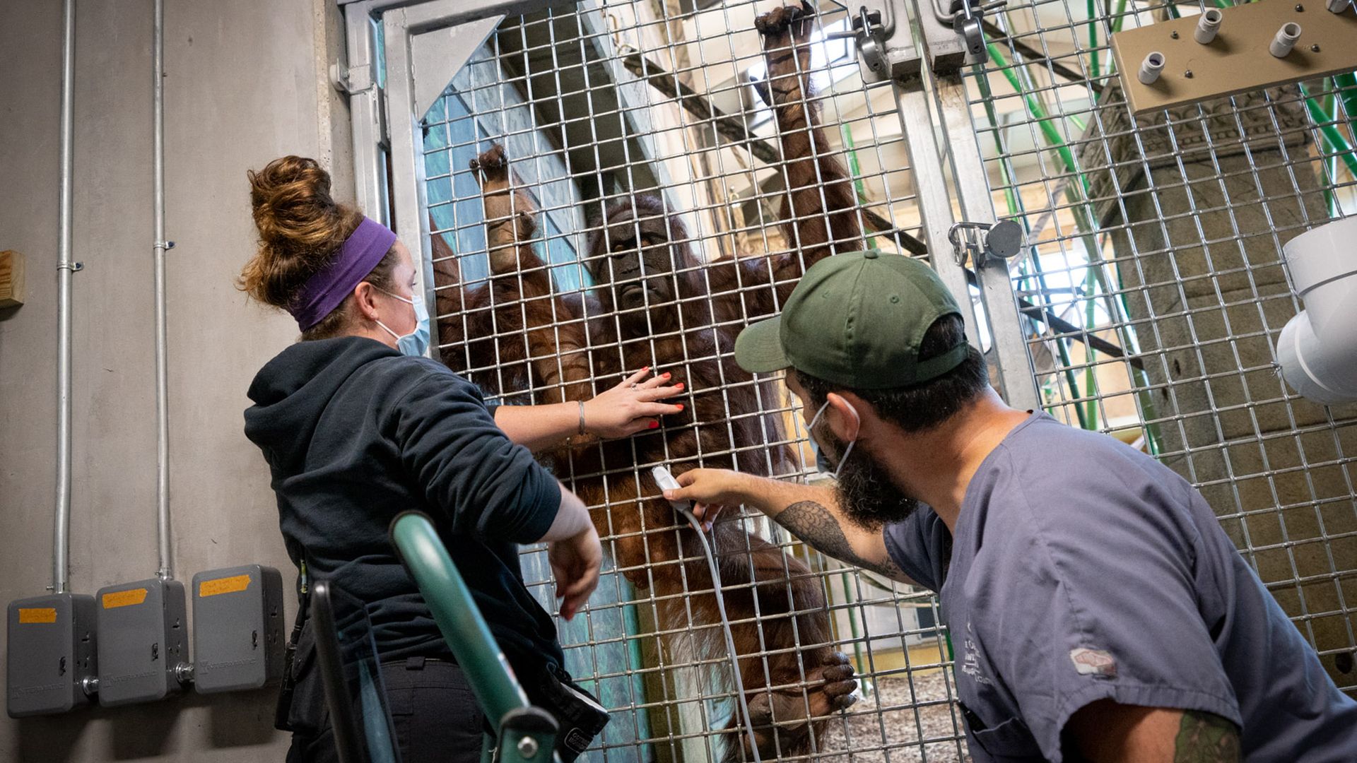 Khali the orangutan hangs from a metal wire door while a doctor performs an ultrasound of her uterus