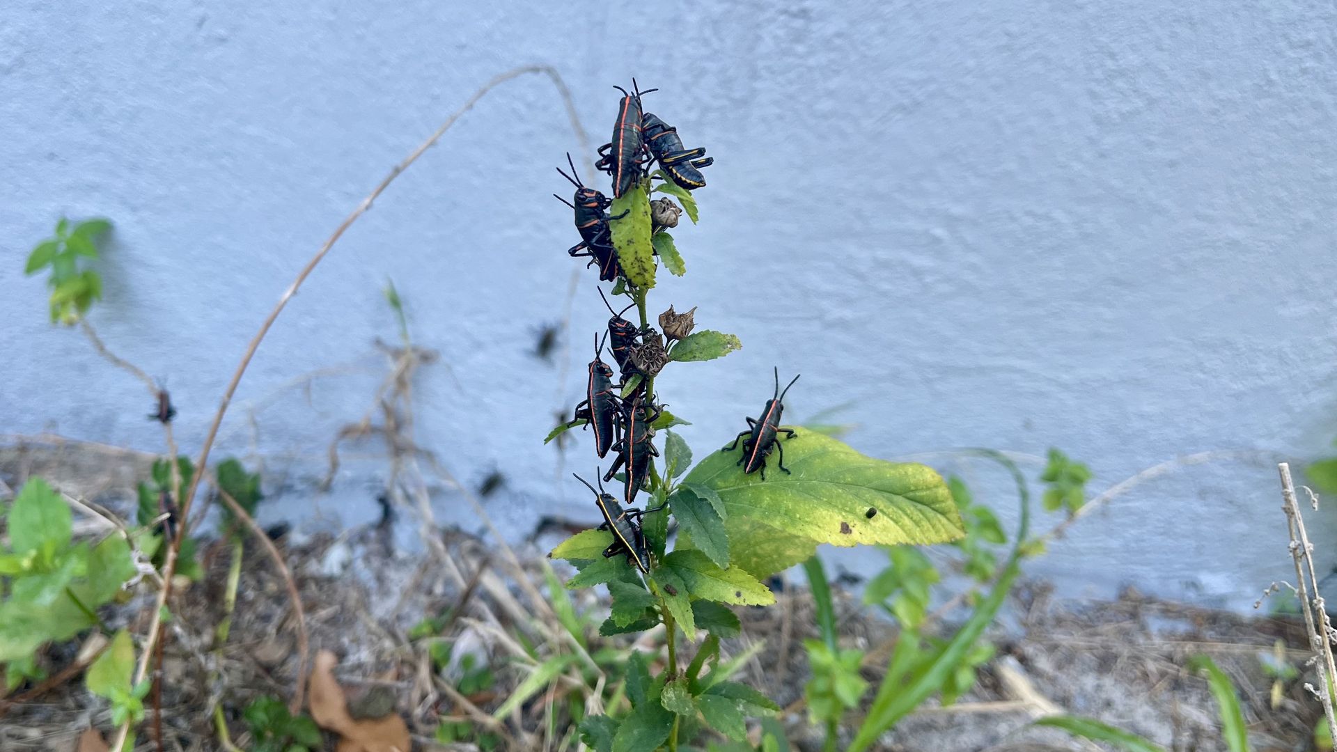 A dozen small grasshoppers, black in color with yellow and orange stripes down their backs, cling to a small green plant.
