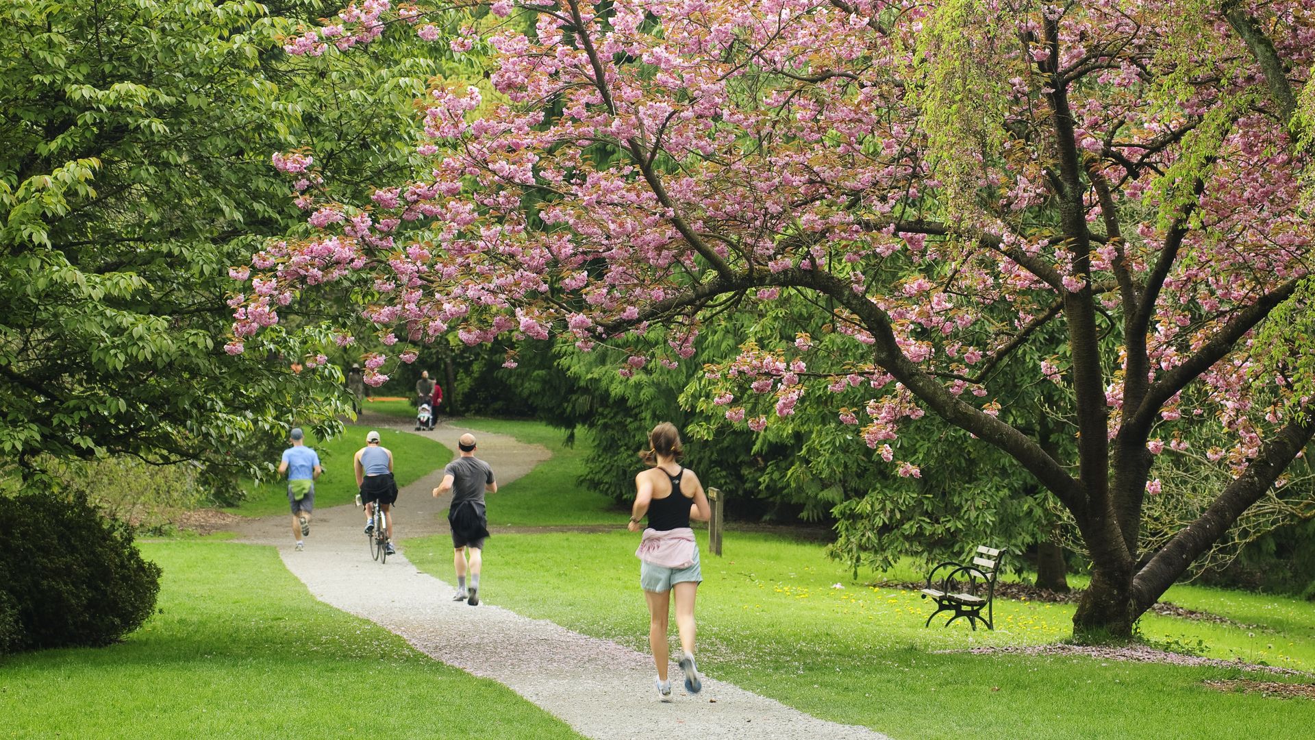 Runners and walkers next to cherry trees in the Washington Park Arboretum.