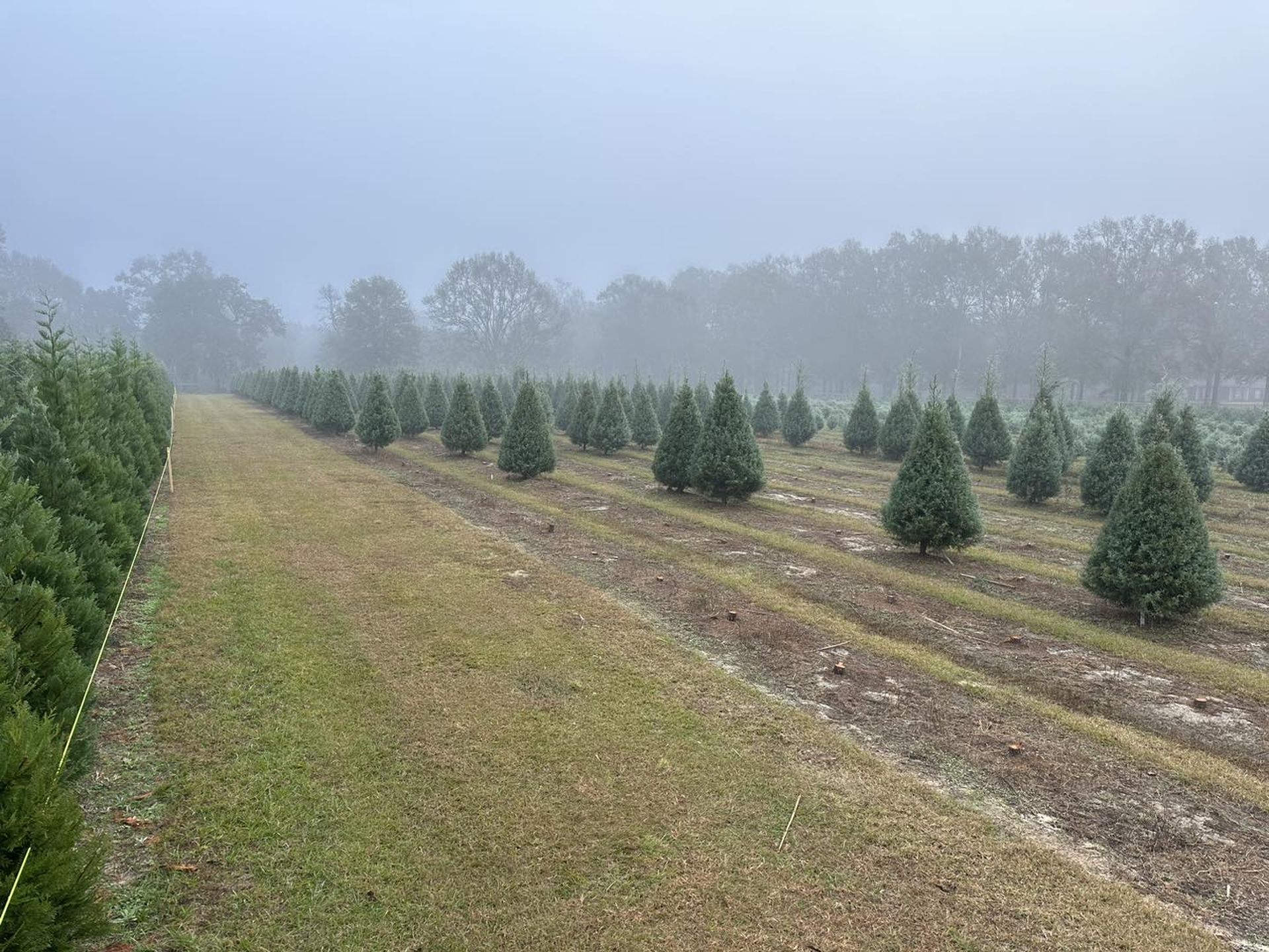 Mardi Gras Trees come from Shady Pond Tree Farm