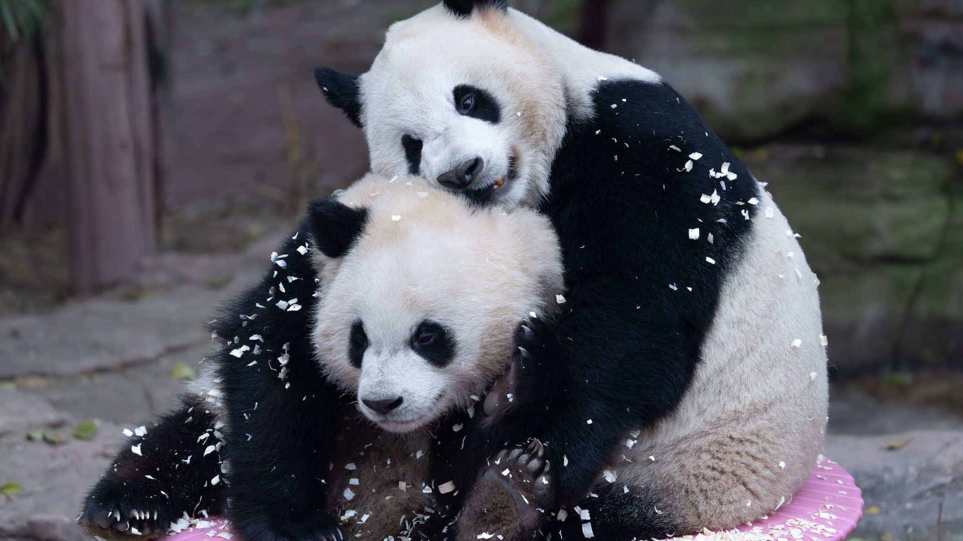 Two giant pandas cuddle on a pink circular platform: a cub perched on top of an adult panda, hugging around the neck. Black and white fur with scattered white chips, enclosure in the background.