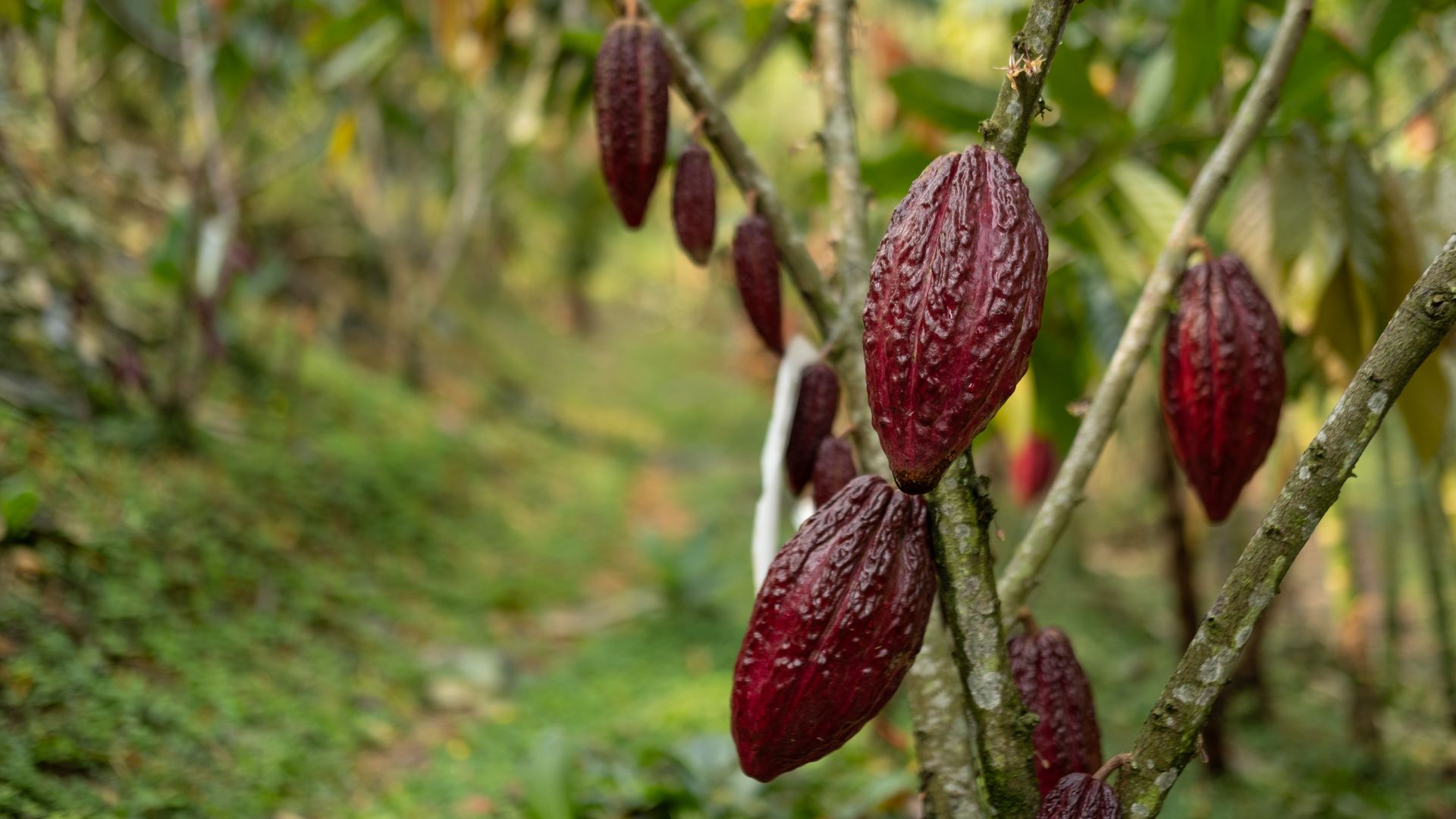 Cacao fruit hangs on a tree.