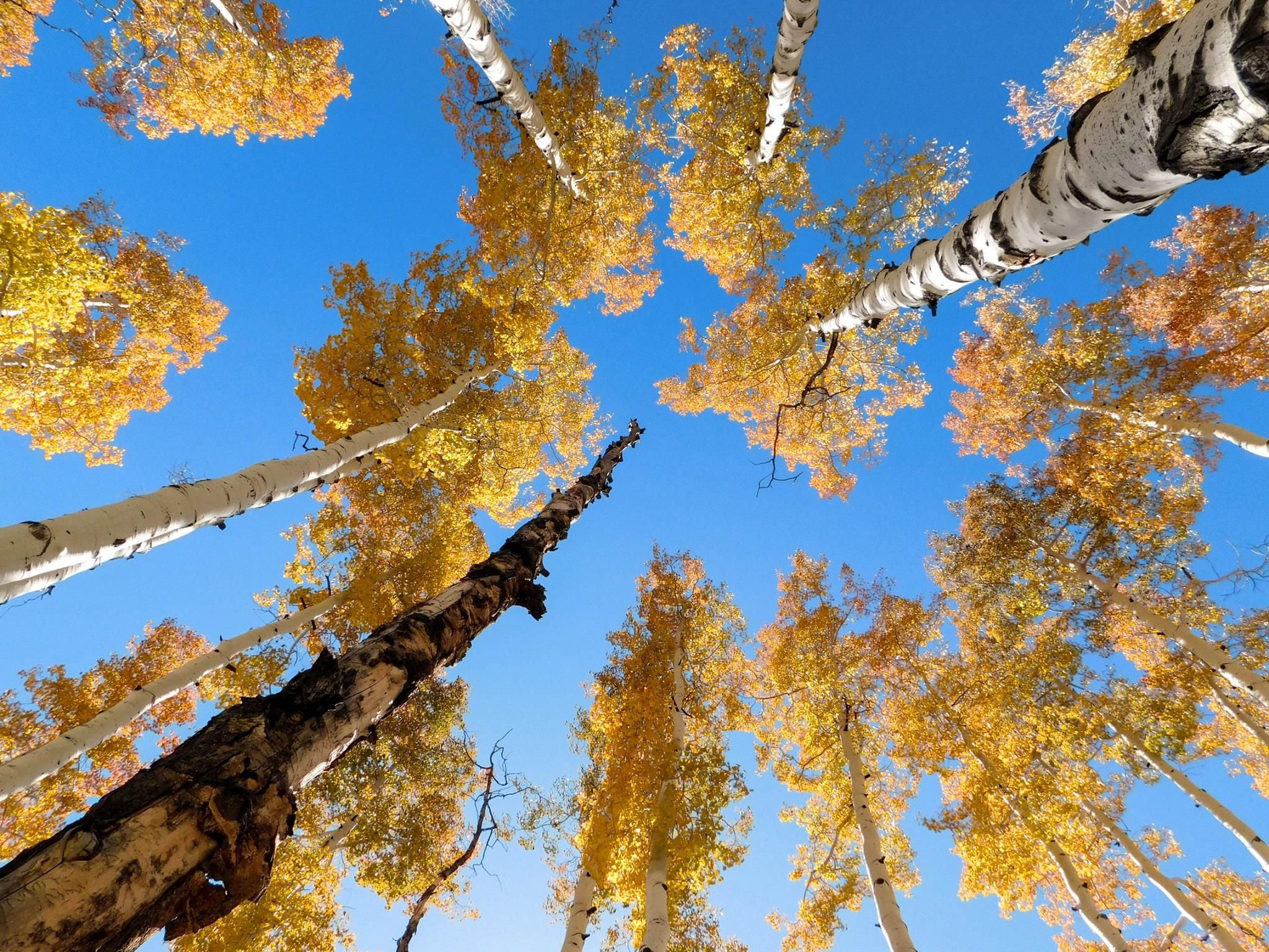 Aspen leaves turn gold against a bright blue sky.