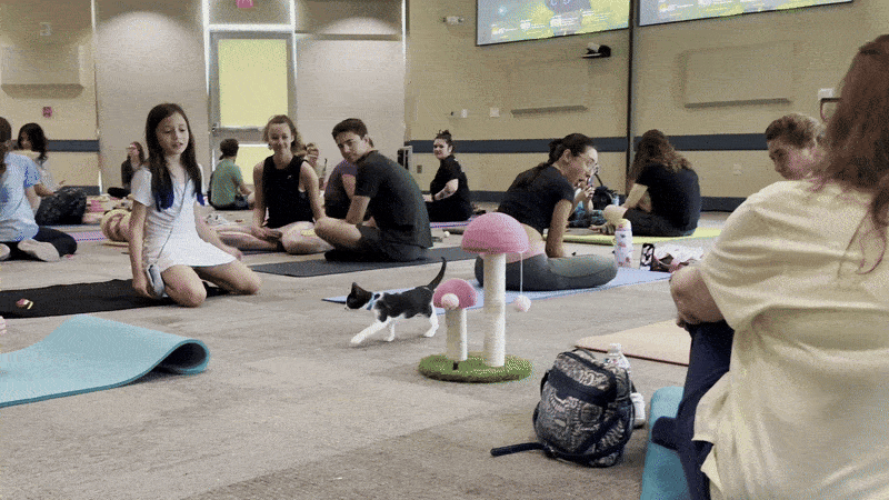 Image shows a cat walking between yoga mats.
