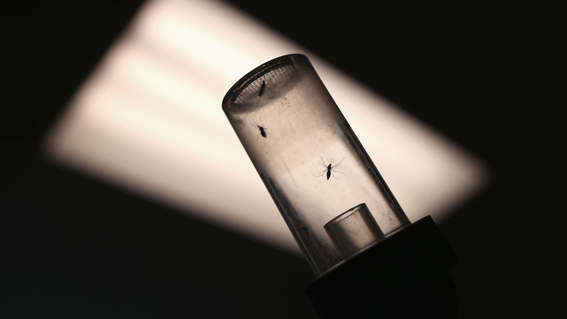 mosquitoes in a tube