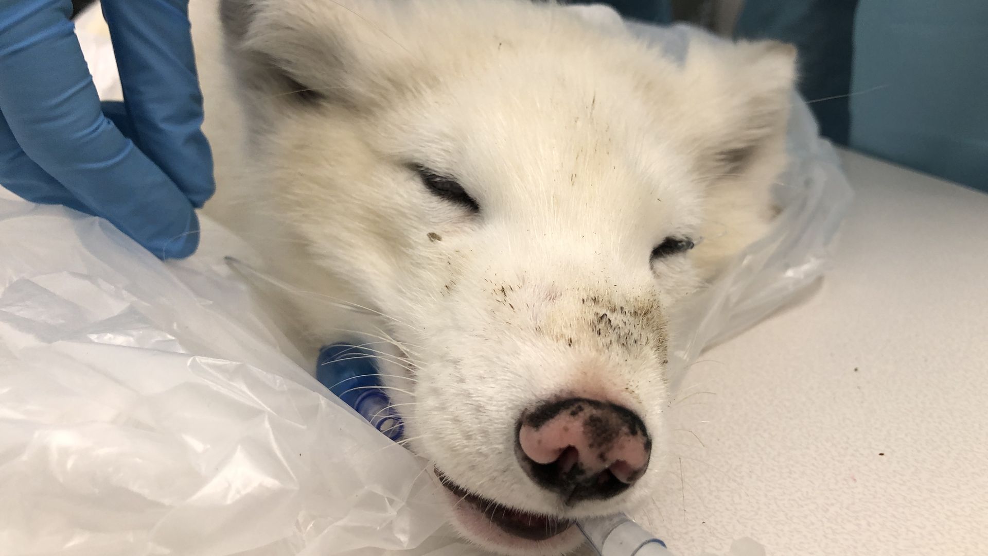 An Arctic fox is handled by a vet while under anesthesia.